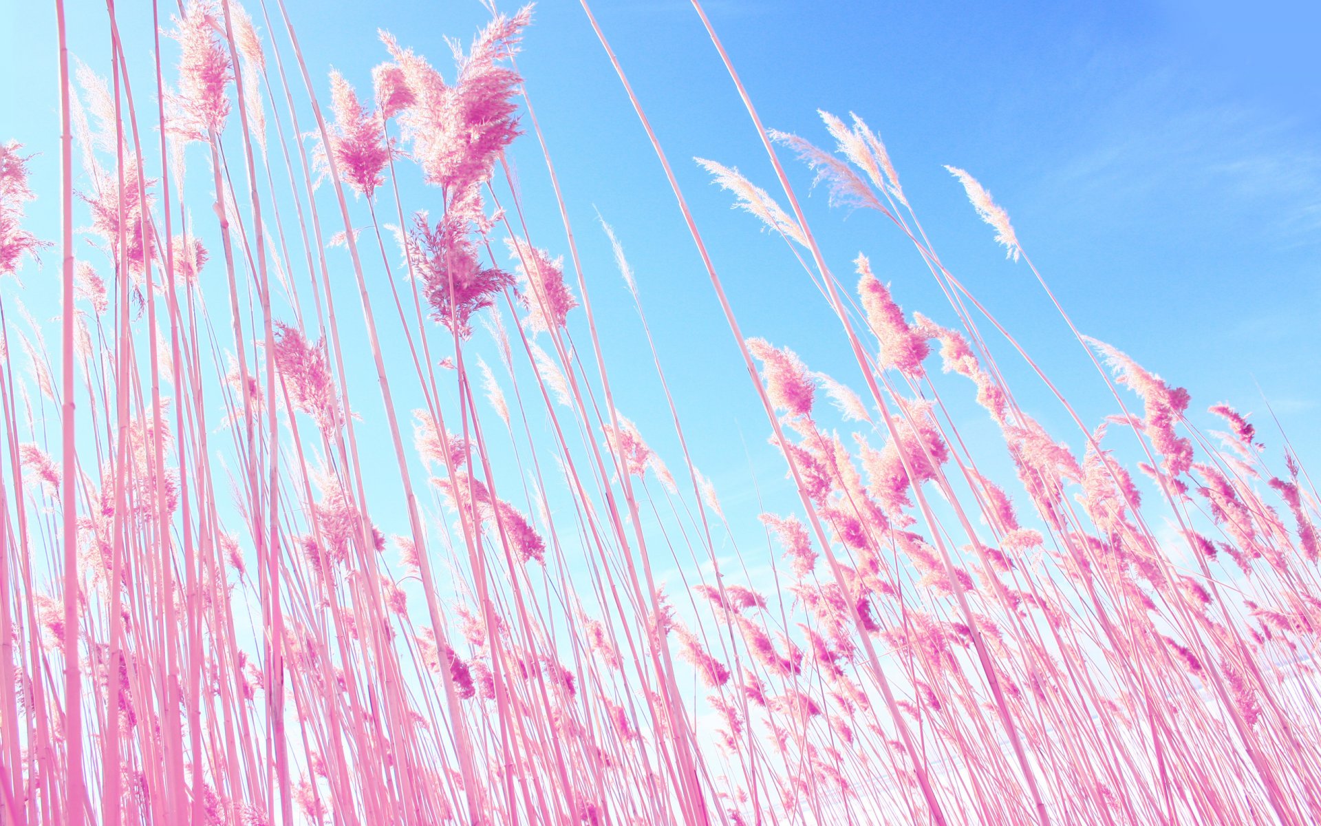 nature plant pink ears spikes blue sky