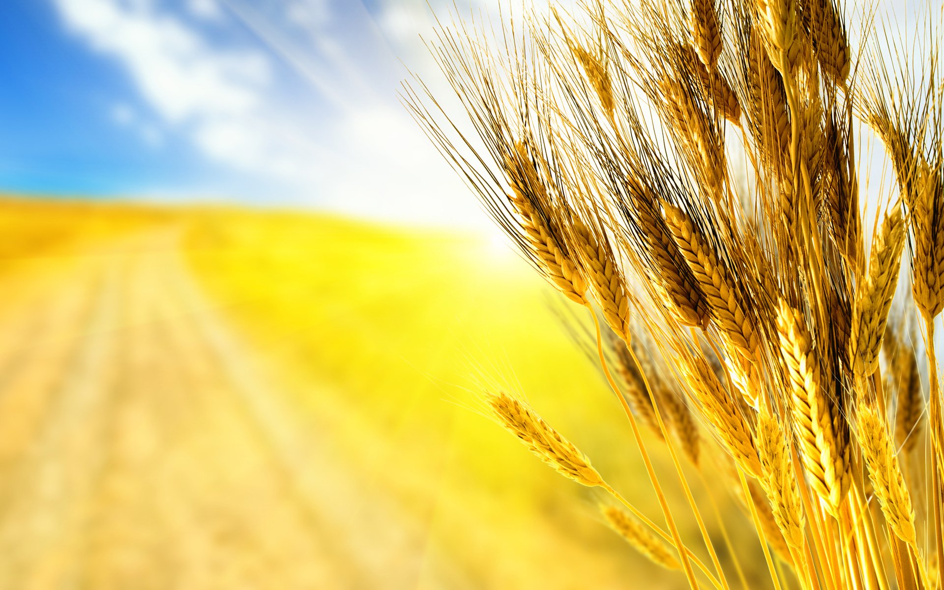 close up autumn autumn wallpaper grass wheat vintage spike spikes ears harvest nature corn grain bread niva yellow of the crop focus sky the field of the field fields wallpapers autumn wallpapers wide