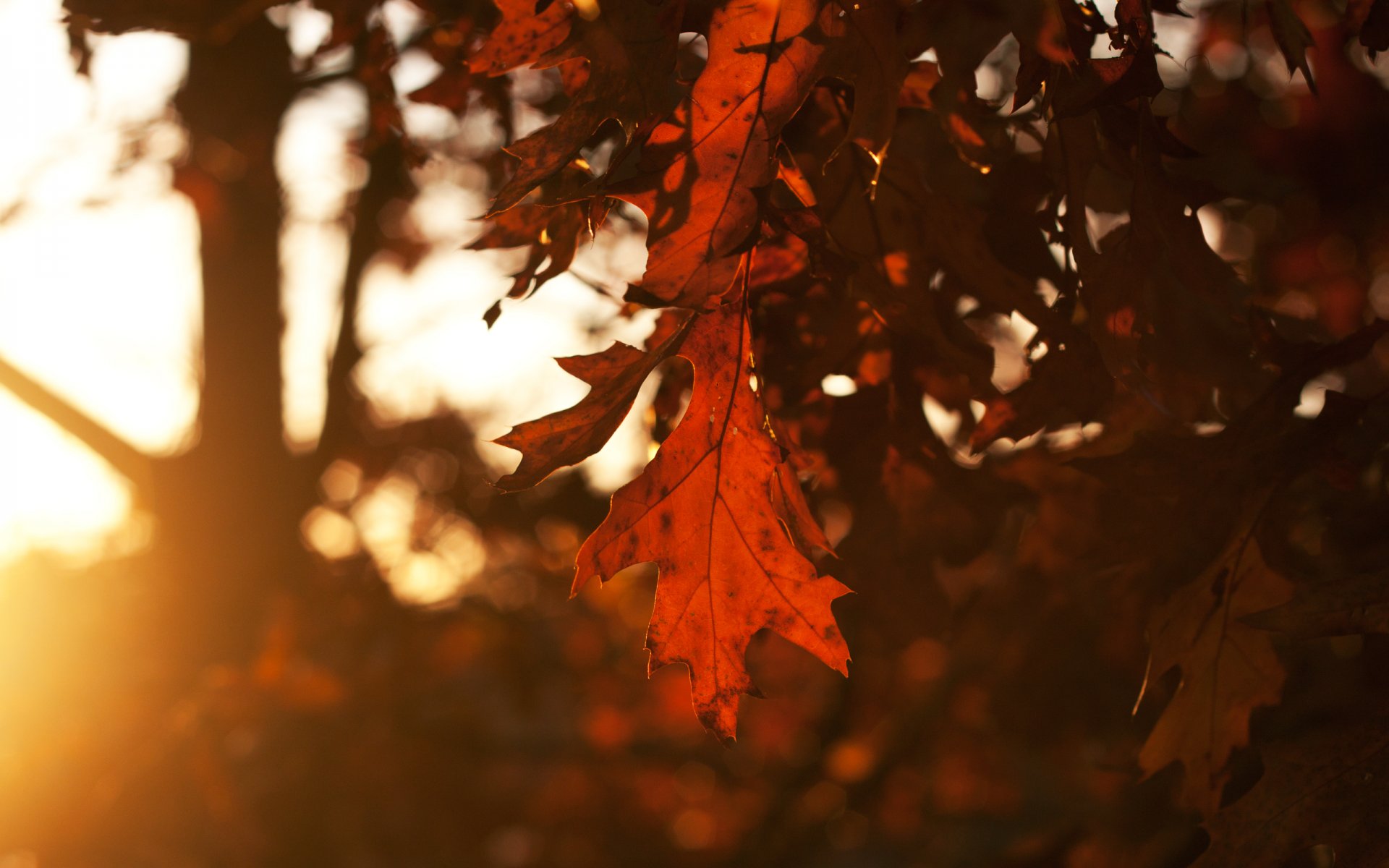 sheet leaves leafs oak tree autumn of the year night sunset sky sun rays light.