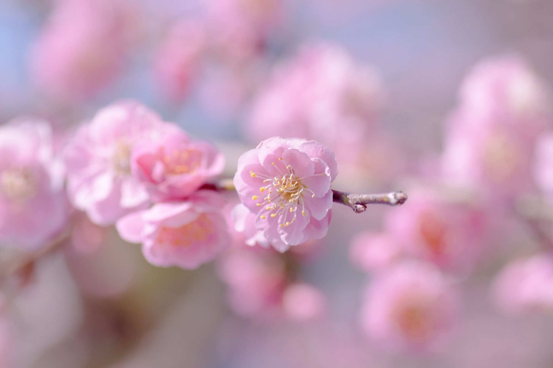 sakura pink flower bloom branch sky blur focus tender spring close up