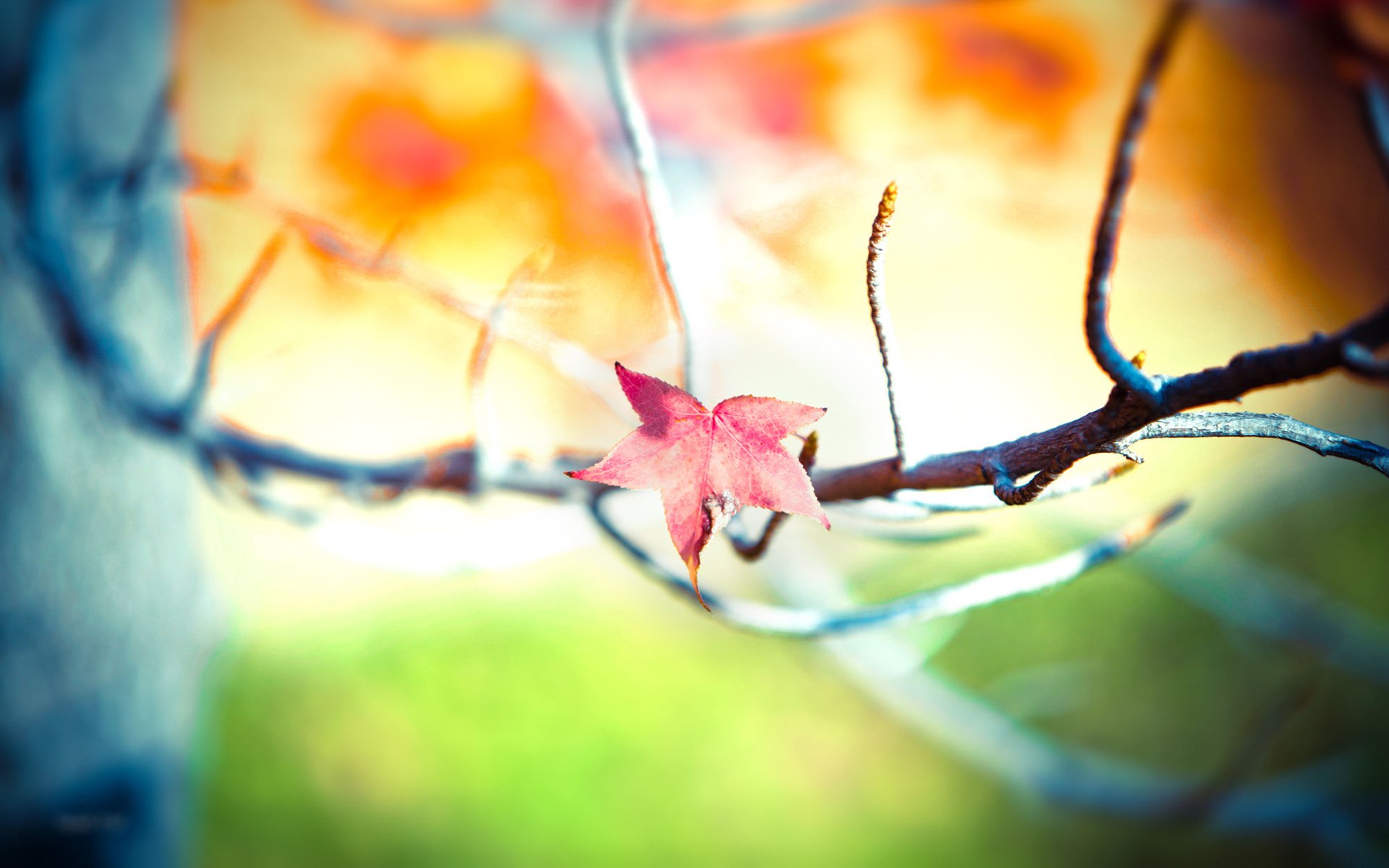 close-up wallpaper tree branch photo focus blur sharpness branches piece sheets leaves leaf foliage bokeh bokeh wallpapers macro leaves wallpapers leaf wallpapers widescreen wallpapers widescreen tilt