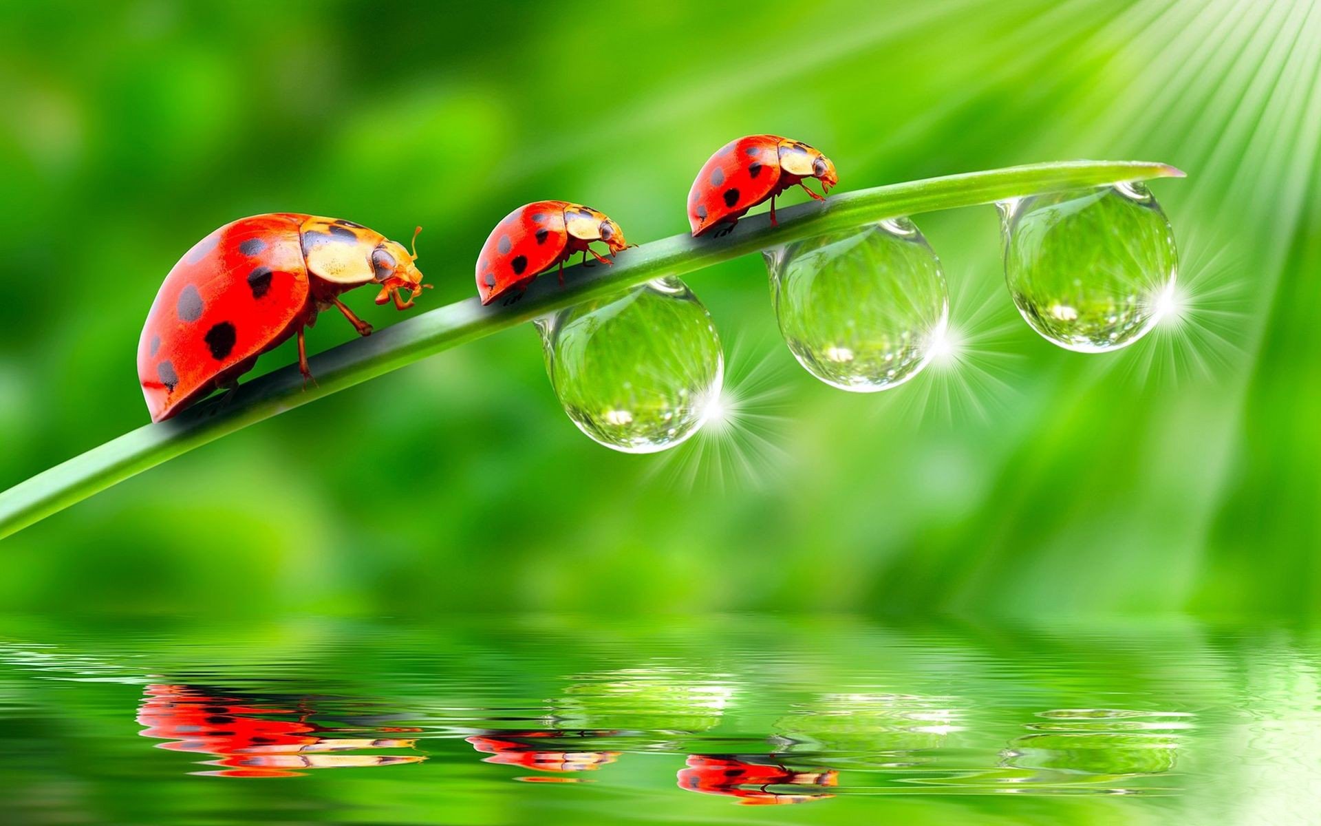 background the stem ladybug trio three surface reflection water drops rosa light rays