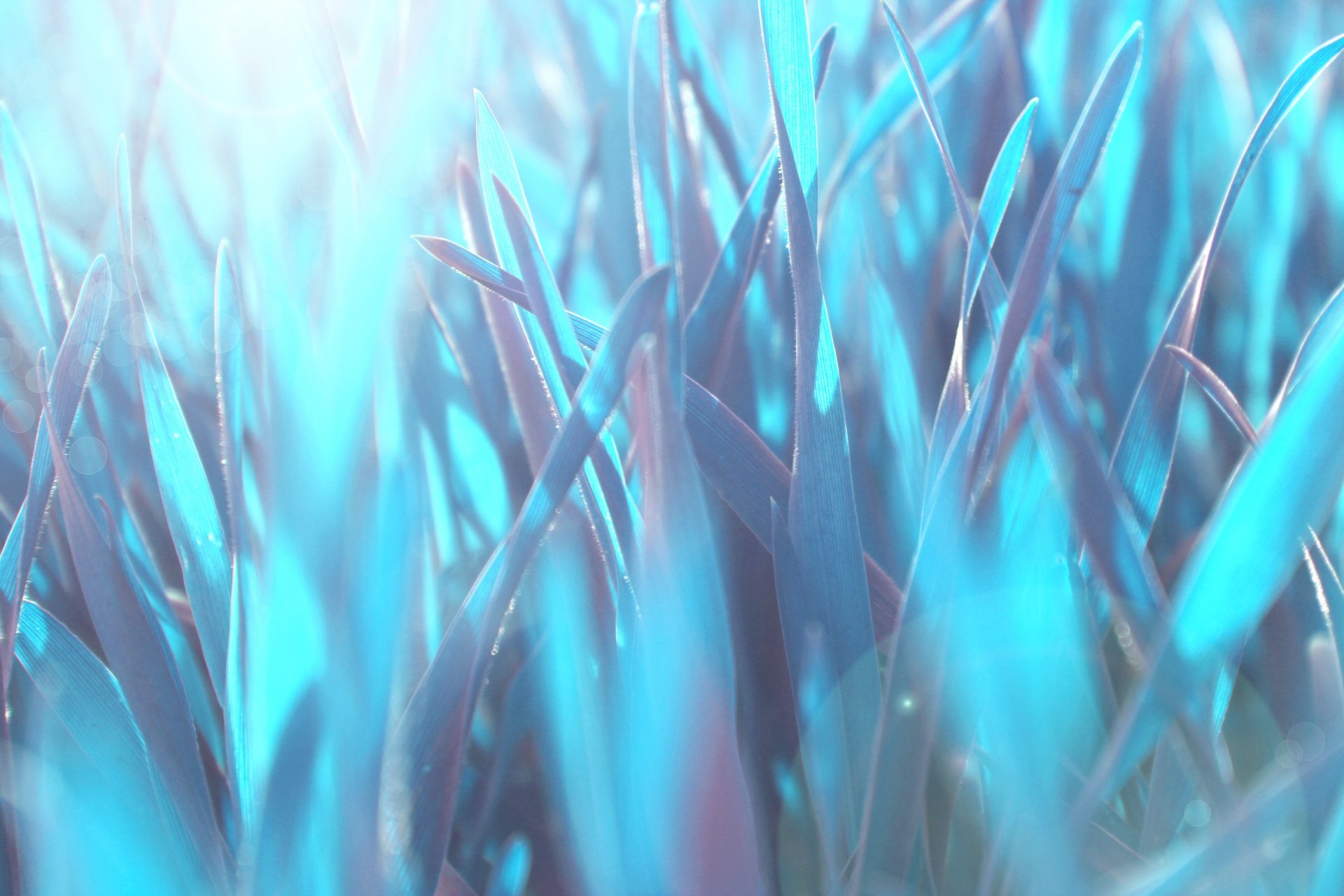 grass close up wallpaper blue heat nature