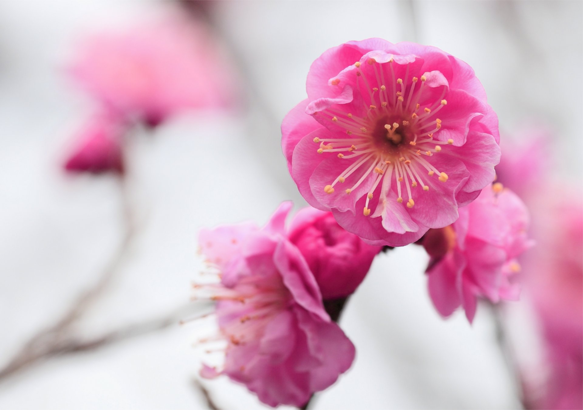 apricot flower pink bloom branch close up blur focus