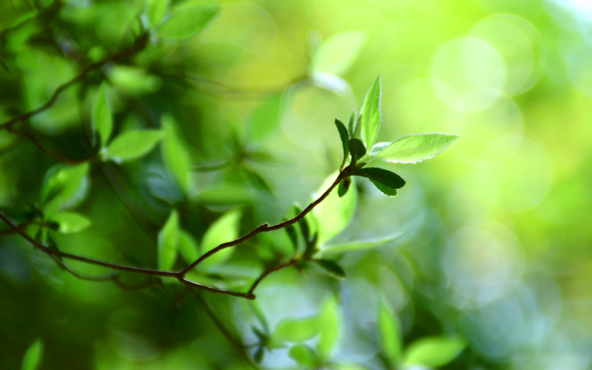 bokeh wallpapers macro bokeh green leaves green leaf plant green piece leaf leaves sheets foliage spring spring wallpaper summer summer wallpapers blur focus branch branches nature freshness parks for