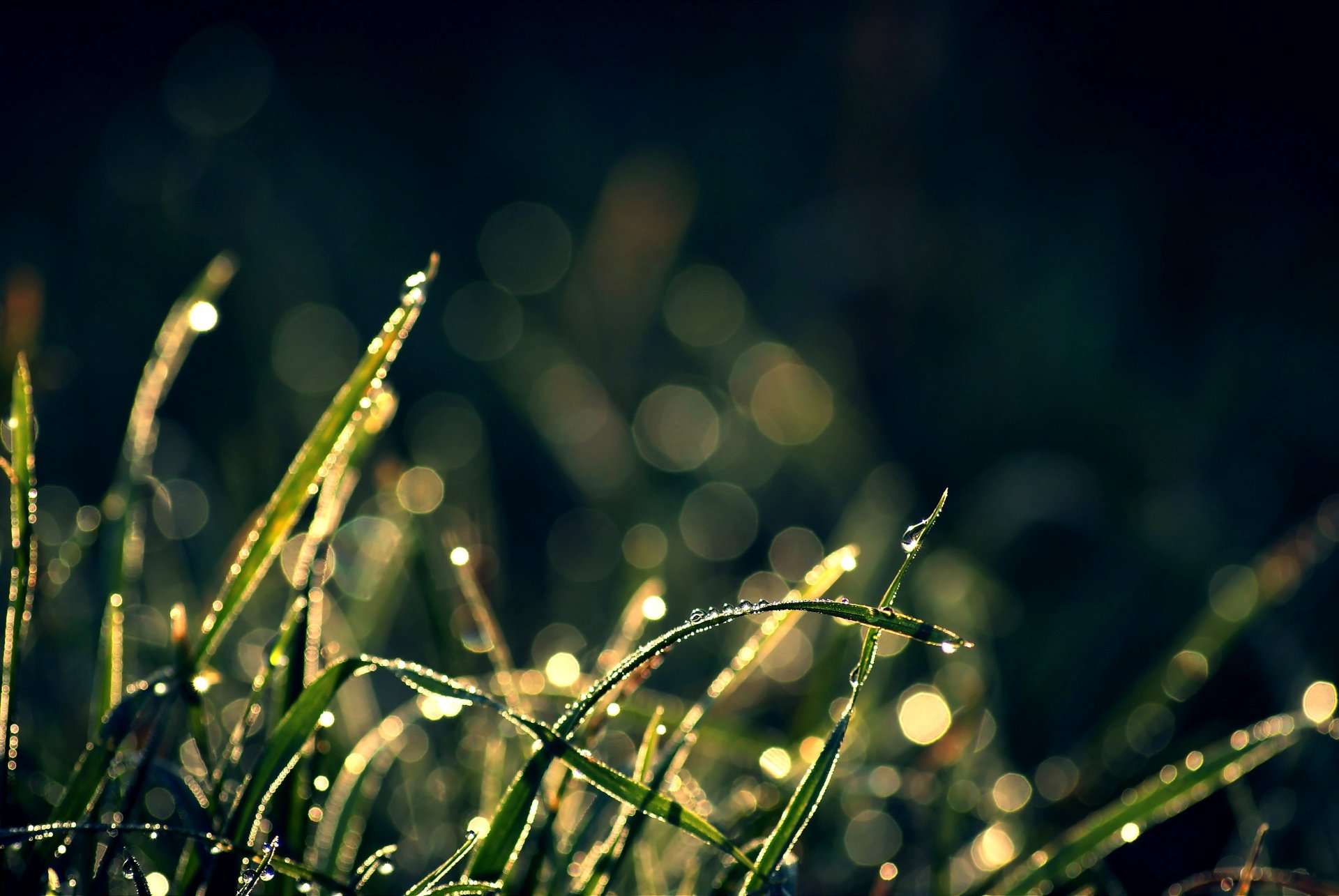 plants grass drops reflections bokeh background wallpaper wallpapers