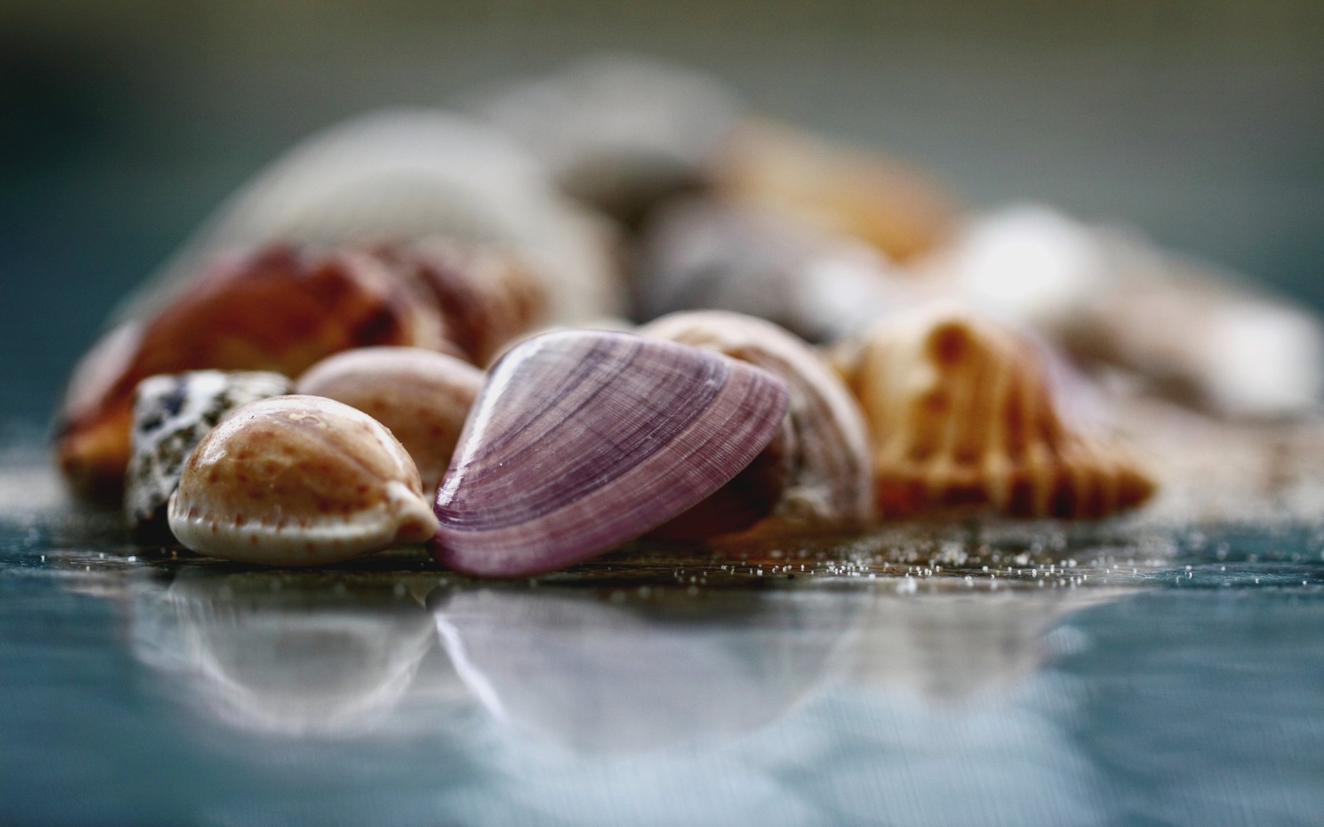 close up photo surface glass shells blur background wallpaper wallpapers