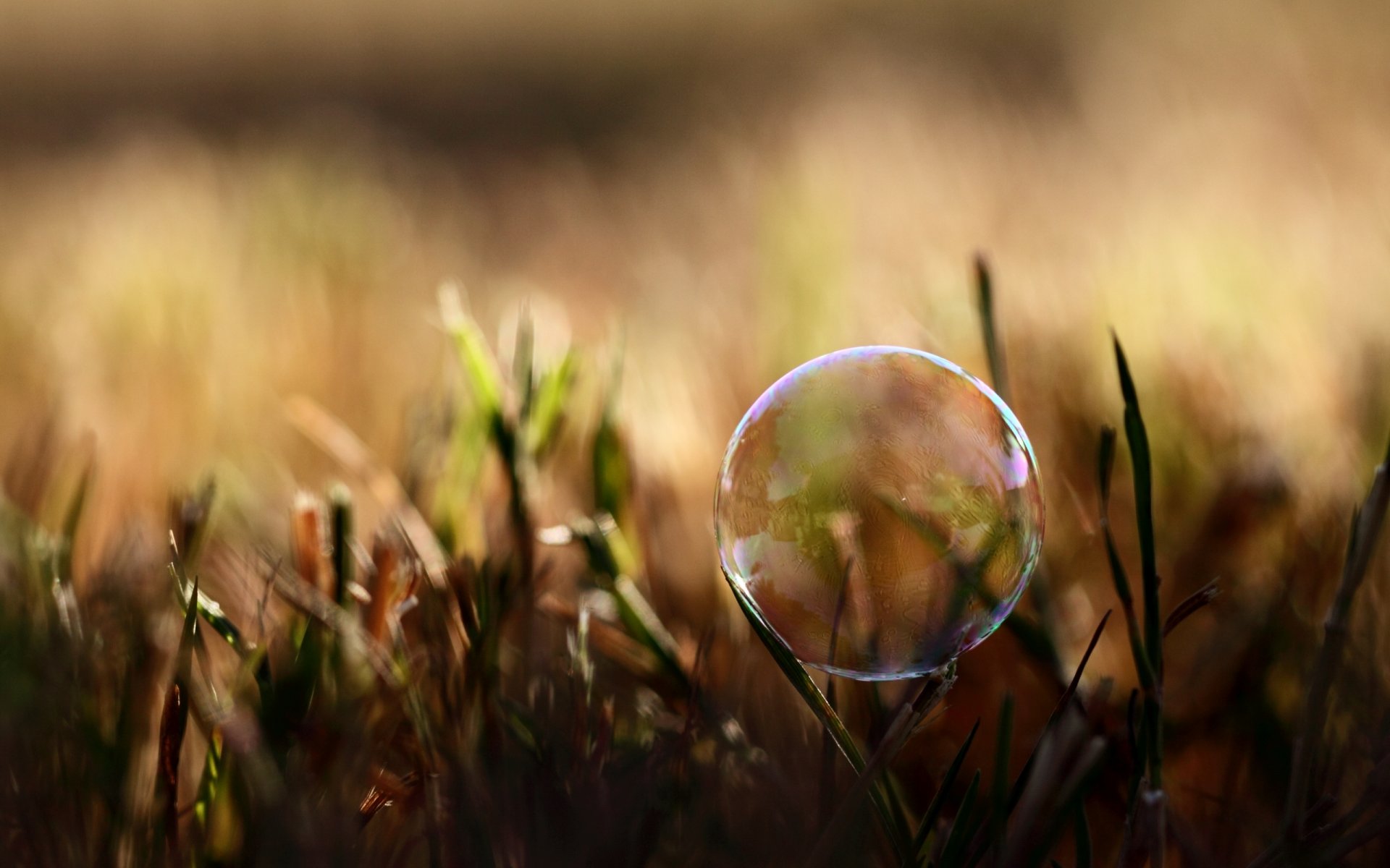 grass plants nature summer soap bubble light shadow photo close up background wallpaper wallpapers