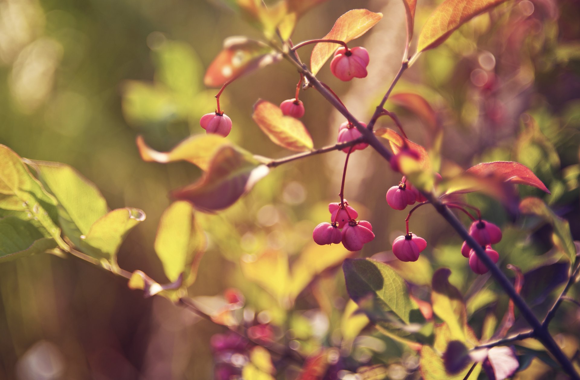 branch branches sheet leaves foliage reflections blur light berries autumn close up