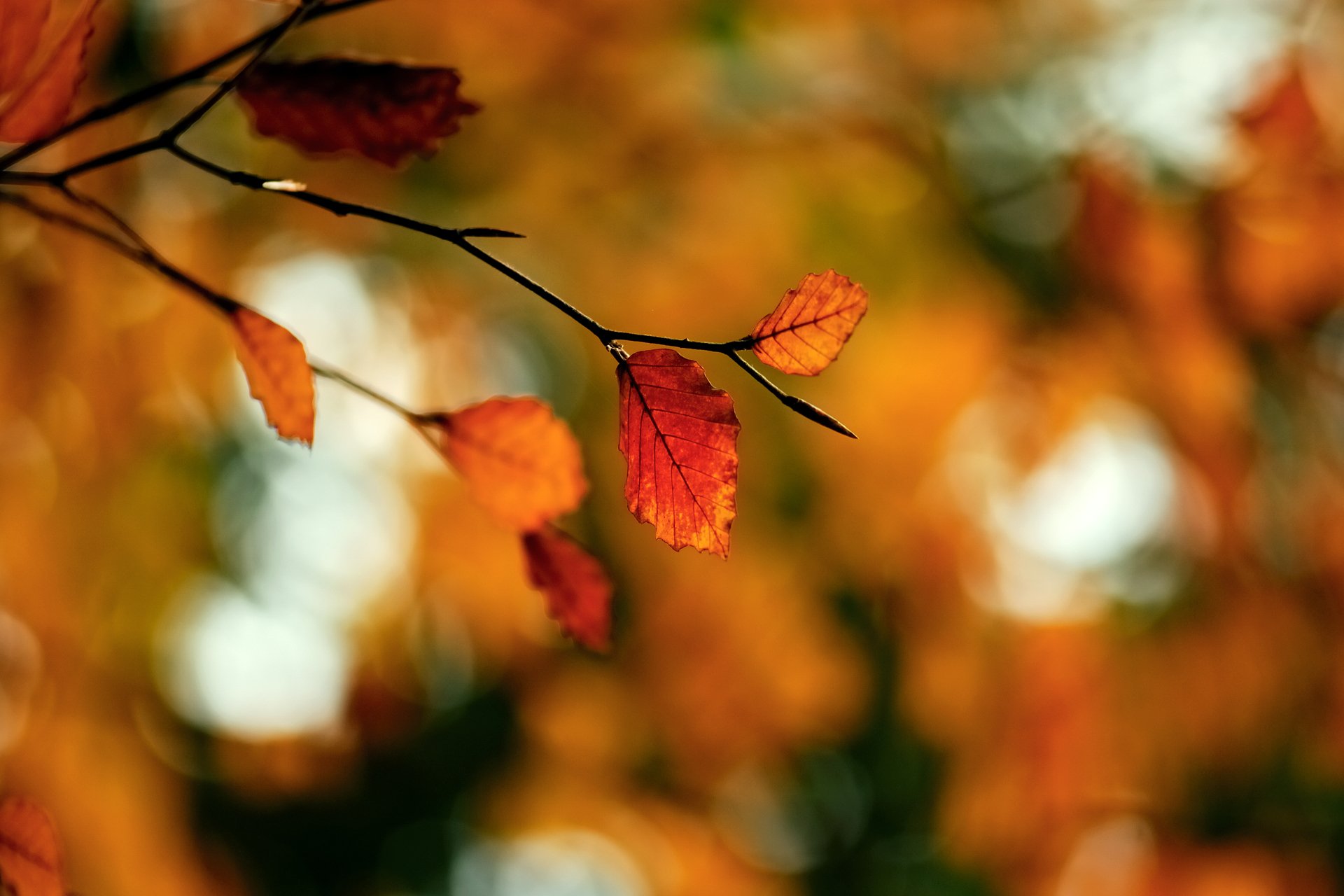 close up branch foliage autumn reflections