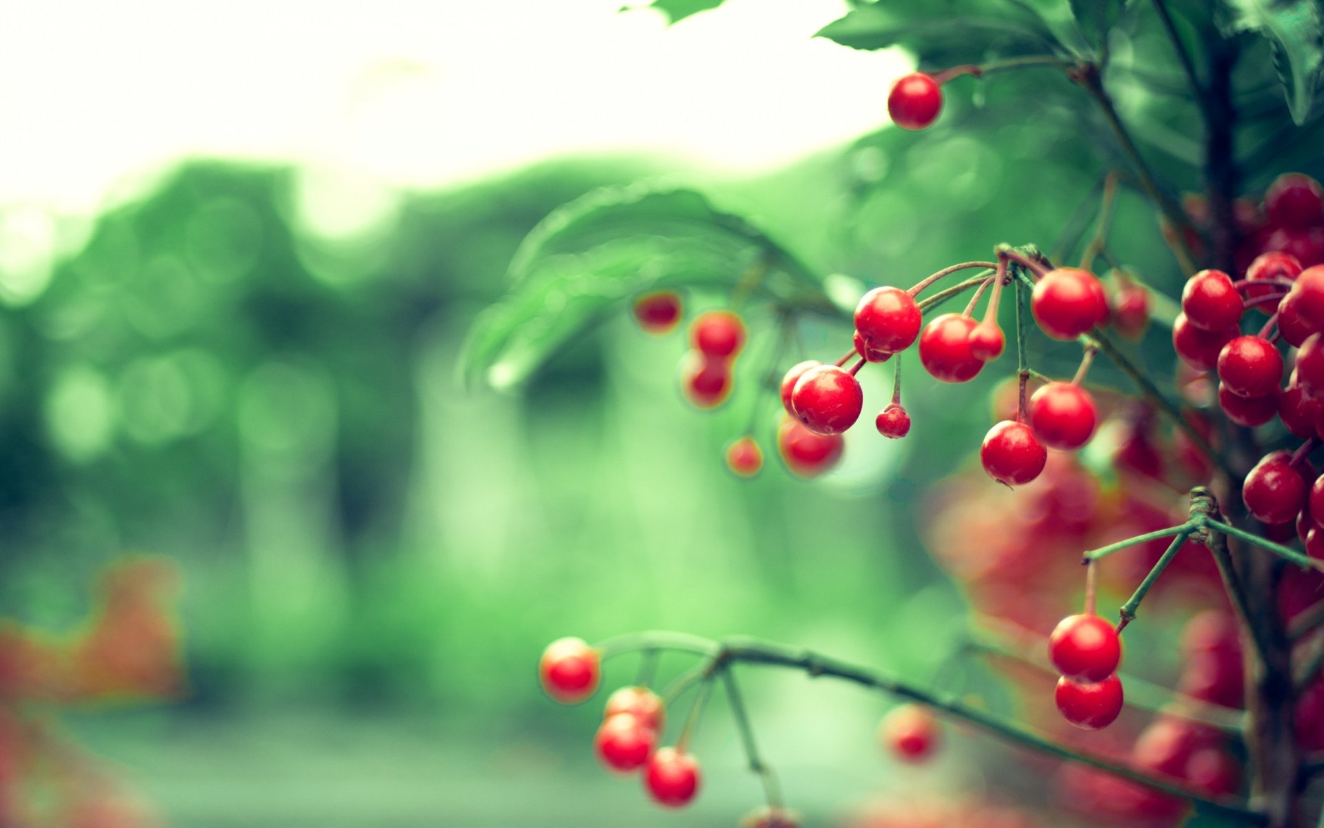 branch red berries leaves nature flowers blur reflections bokeh background wallpaper