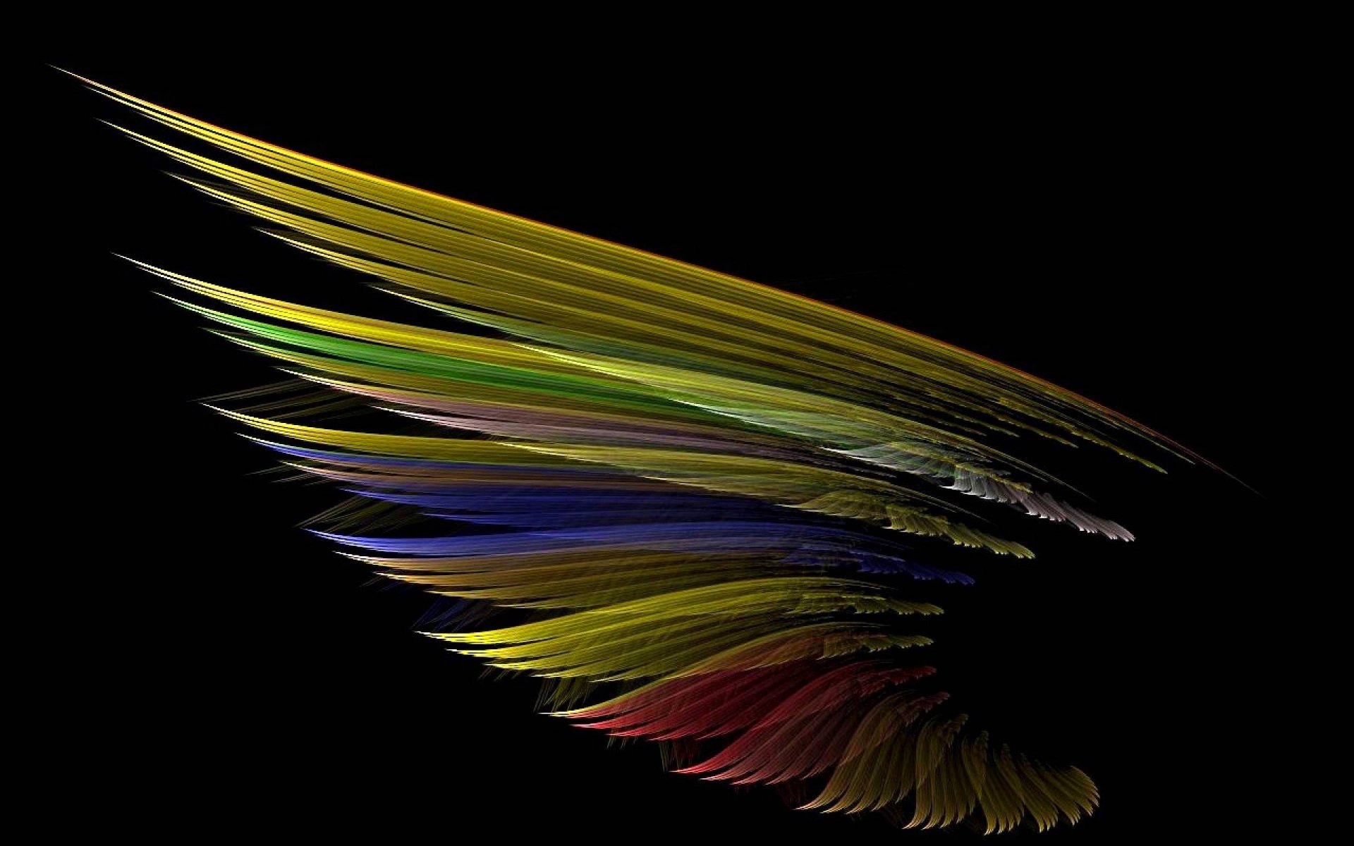 wing light shadow feathers poultry flowers