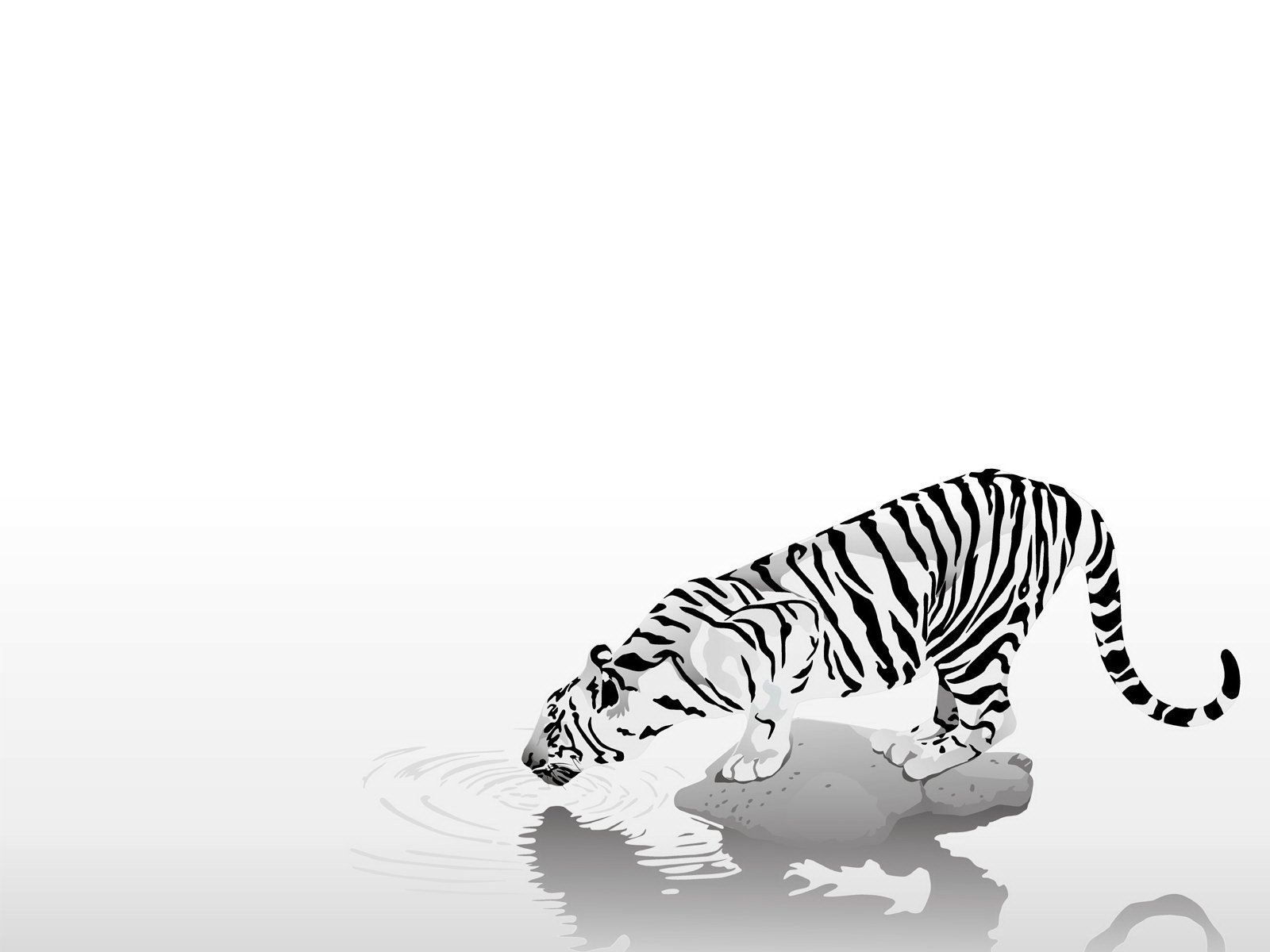 animals tiger strips black and white black & white thirst caution simplicity