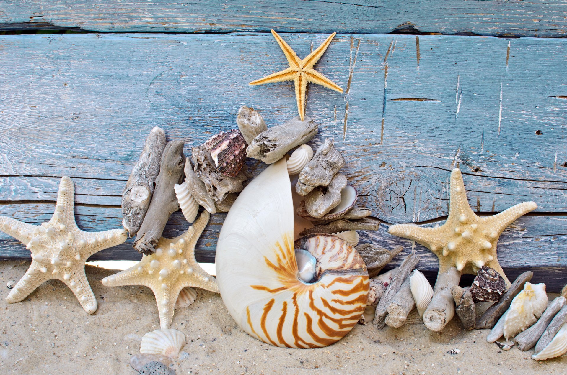 seashells starfish sand wood marine shells stones tree beach