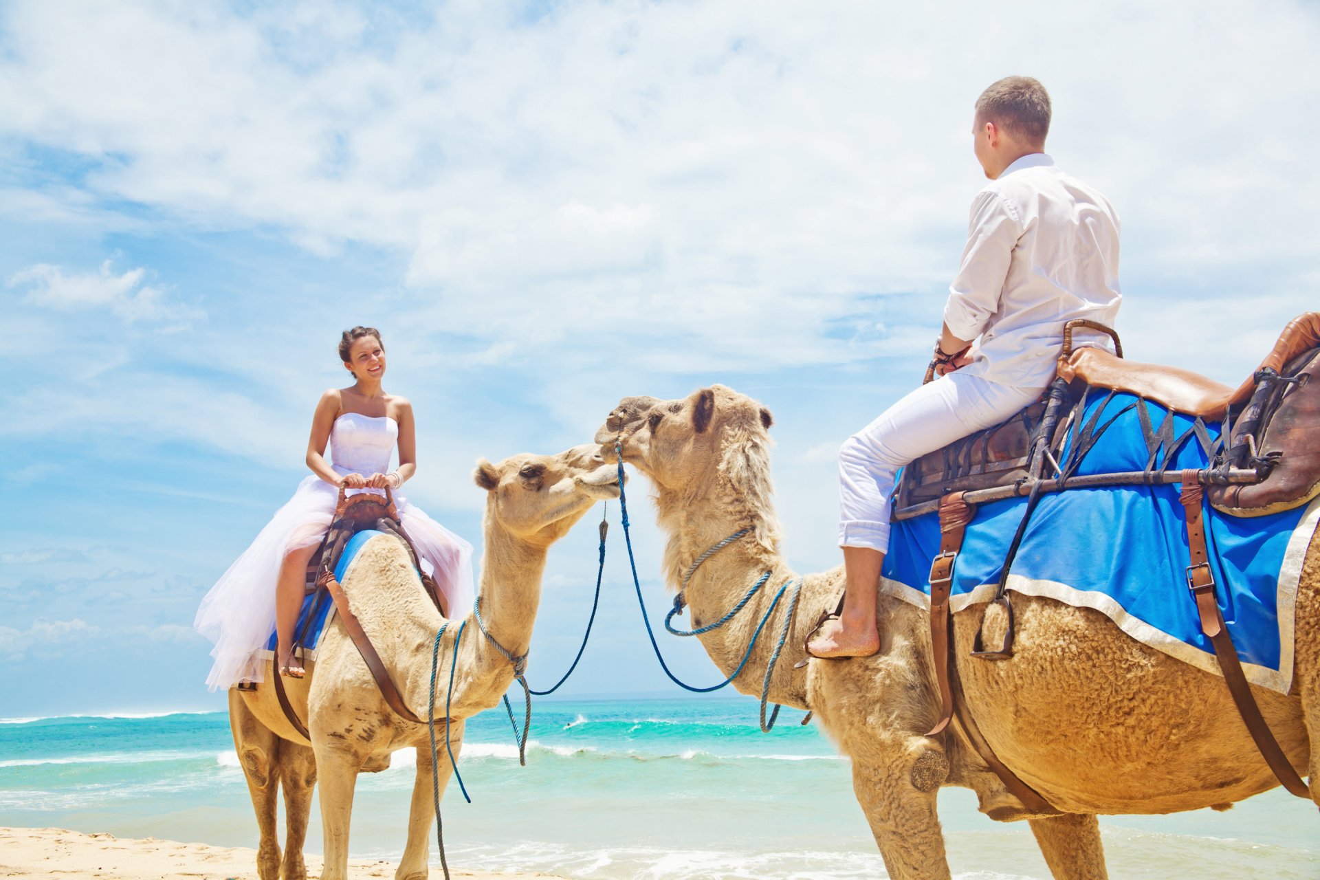 sea beach camels couple camel couple in love