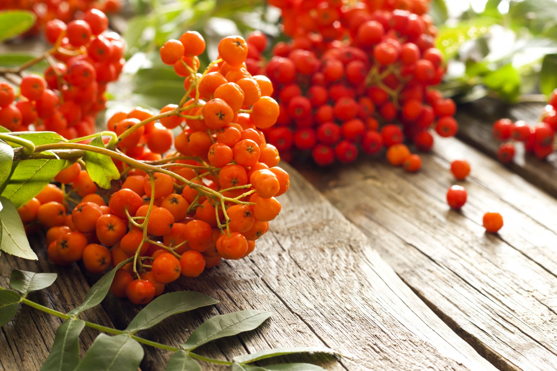 rowan berries red orange autumn rowan berry table blur bokeh wallpaper.