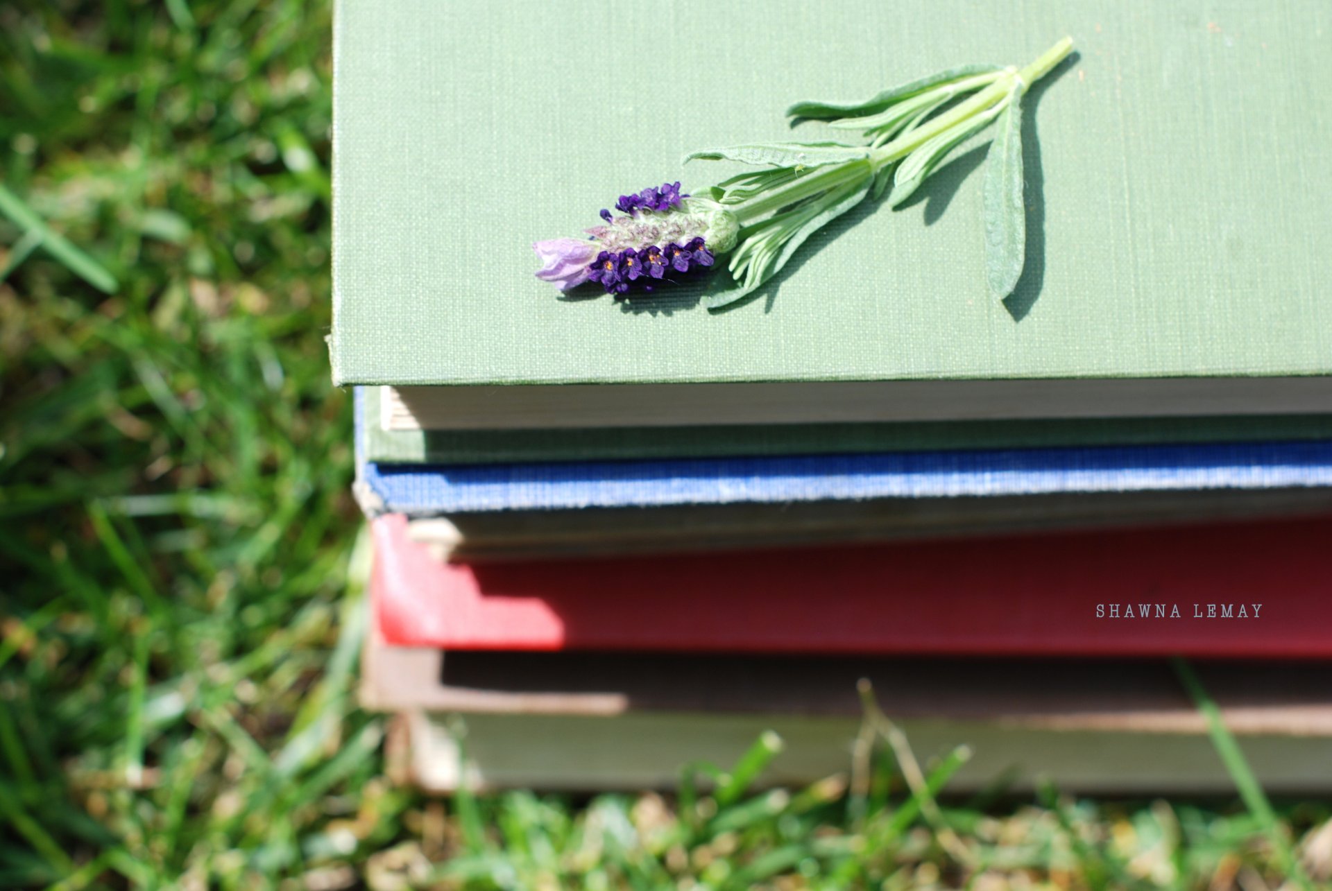 miscellaneous flower books stack grass green nature background wallpaper wallpapers