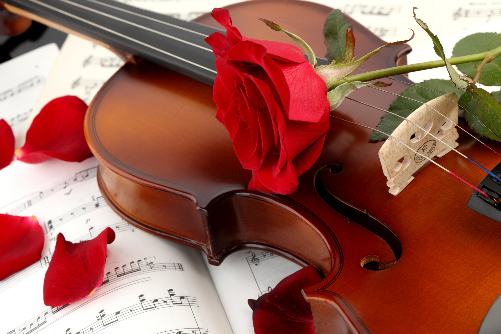 violin rose red petals flower notes