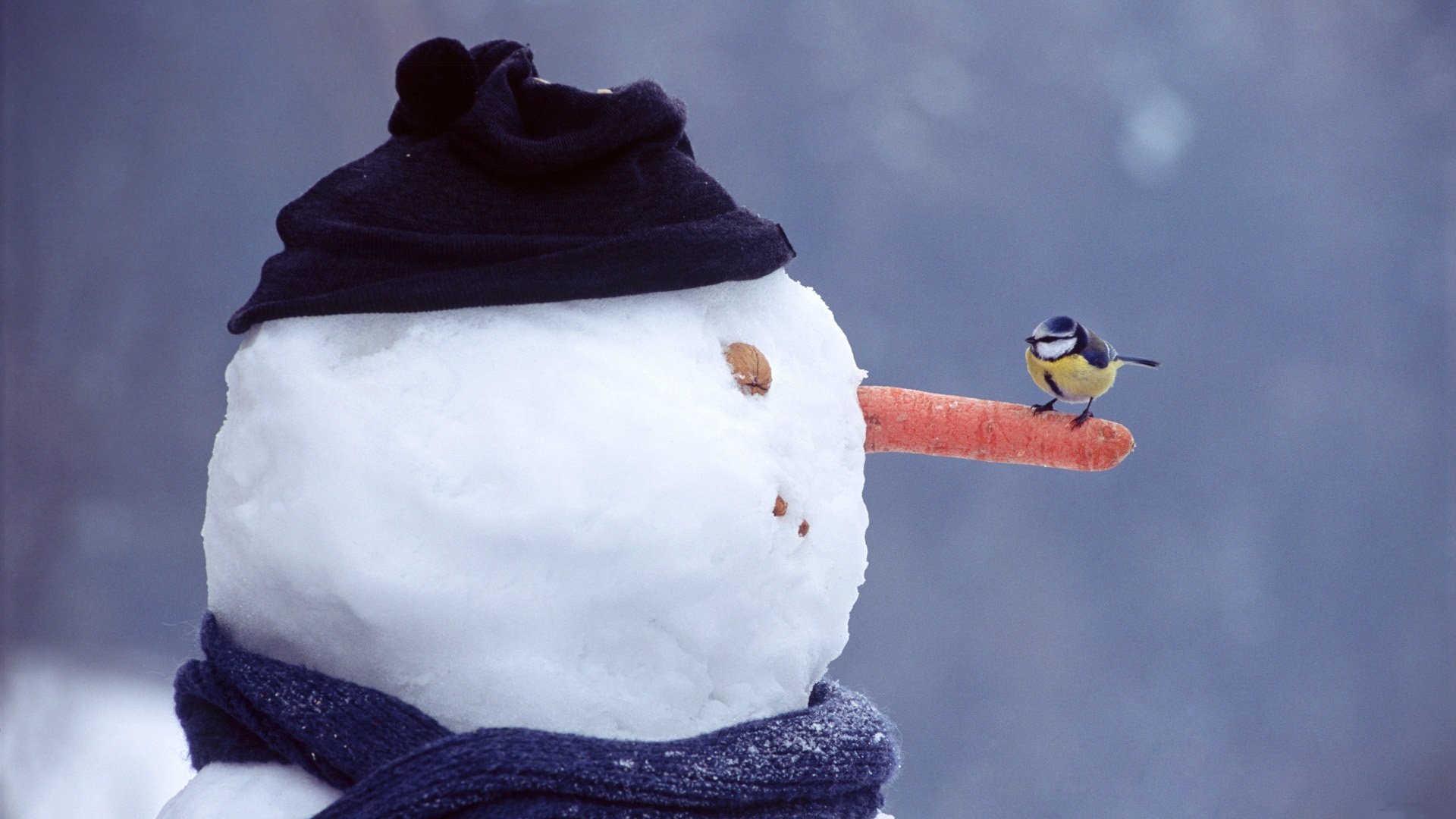 winter snow snowman eyes bow mouth carrots walnut hat scarf tit sitting watches