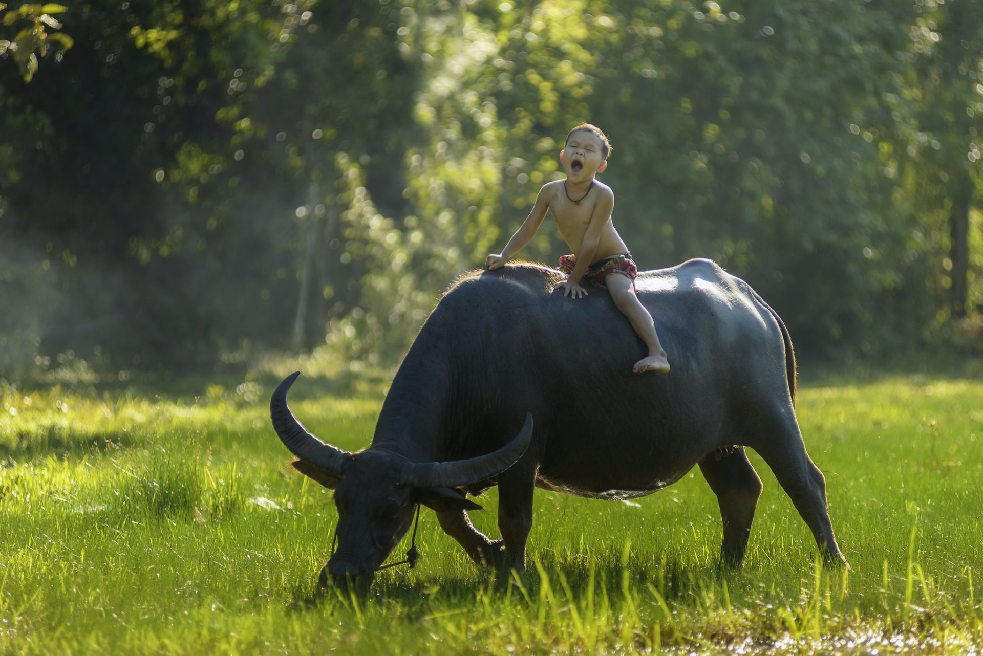 thailand boys buffalo rider mood