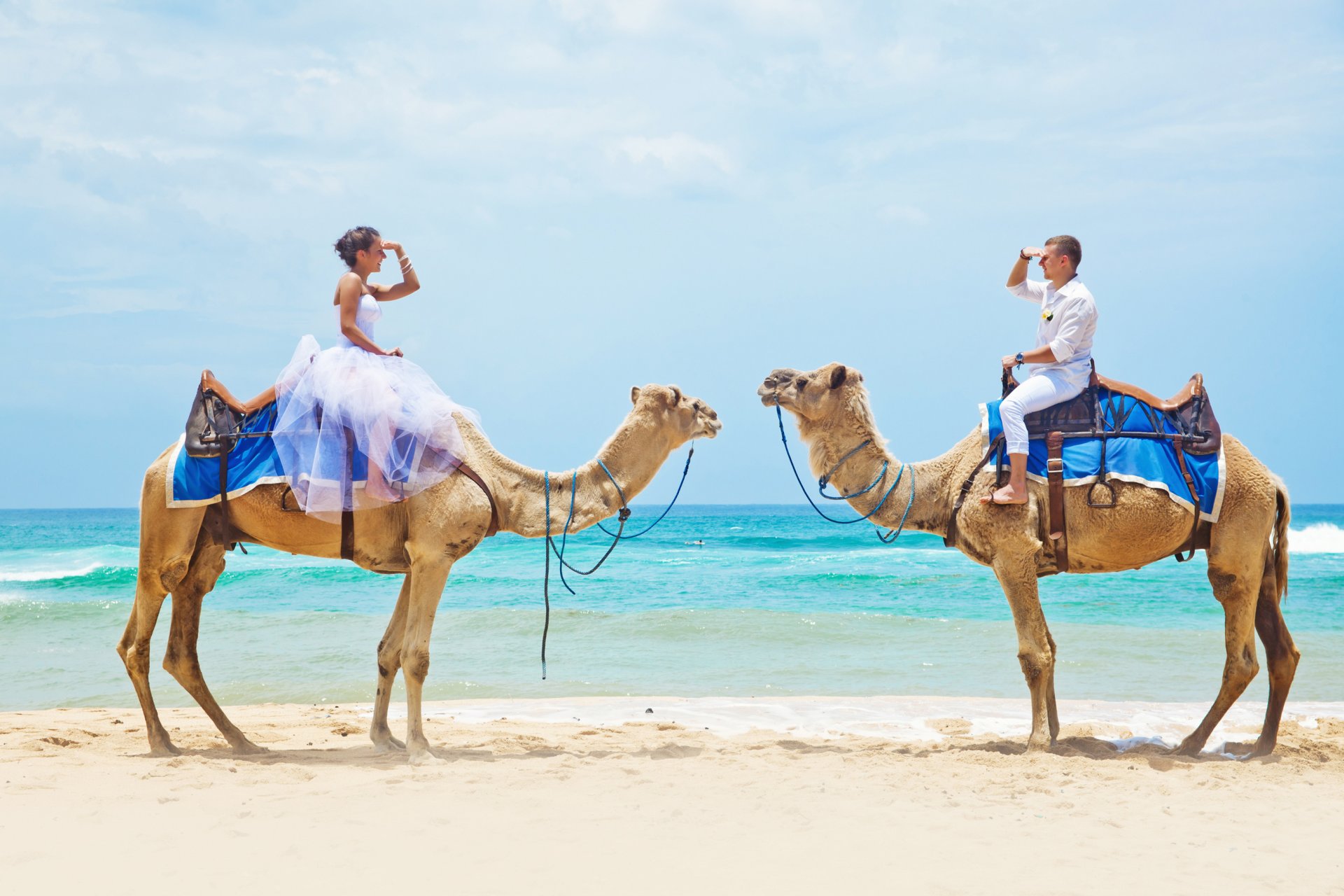 sea beach camels couple