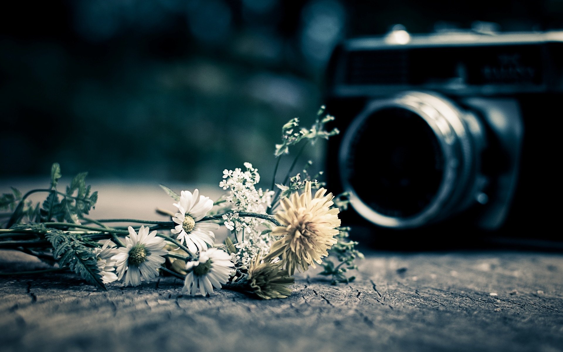 mood a camera the camera camera flower flowers background wallpaper widescreen full screen hd wallpapers fullscreen