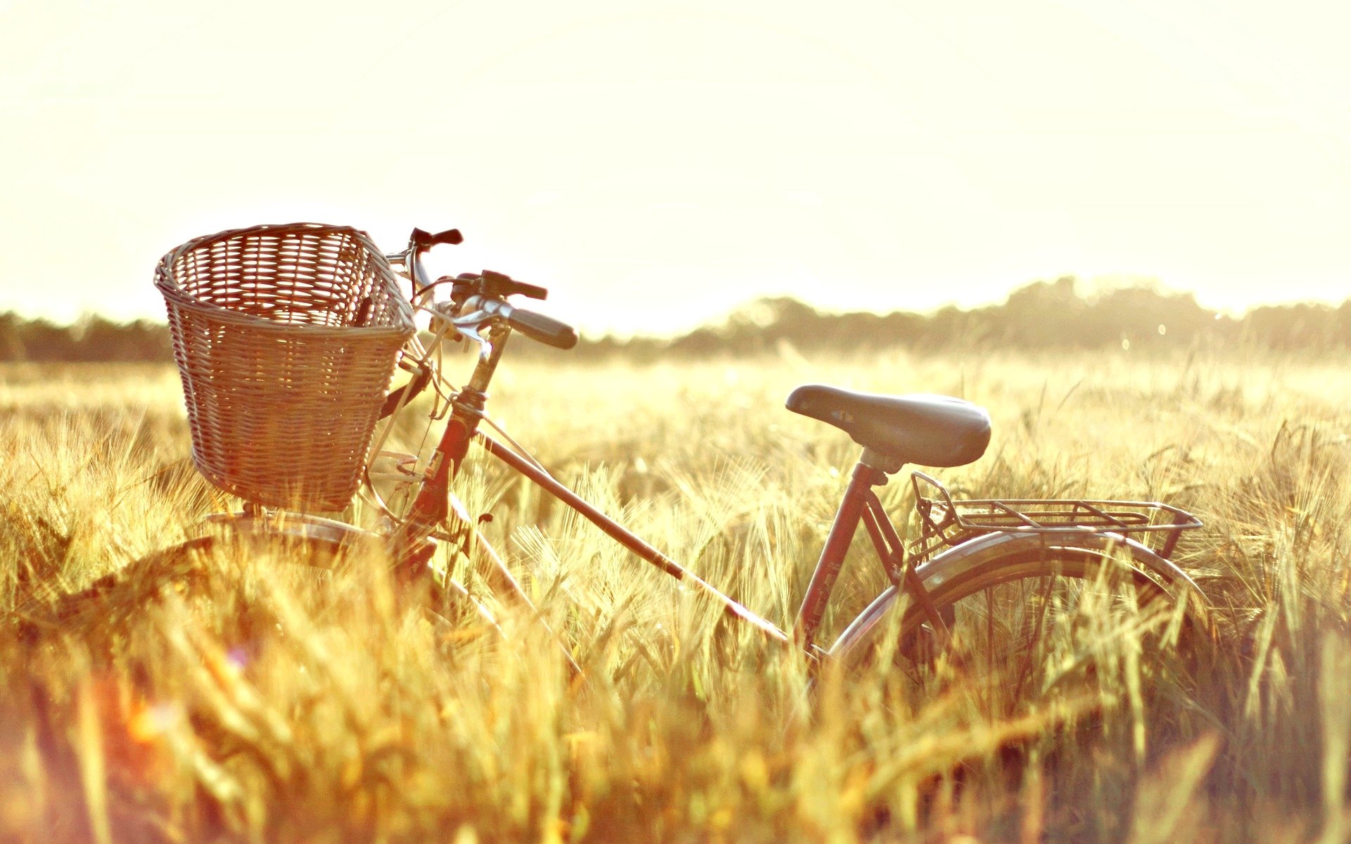 mood bike shopping nature the field wheat rye ears sun sunny day background bicycle day wallpaper widescreen full screen hd wallpapers