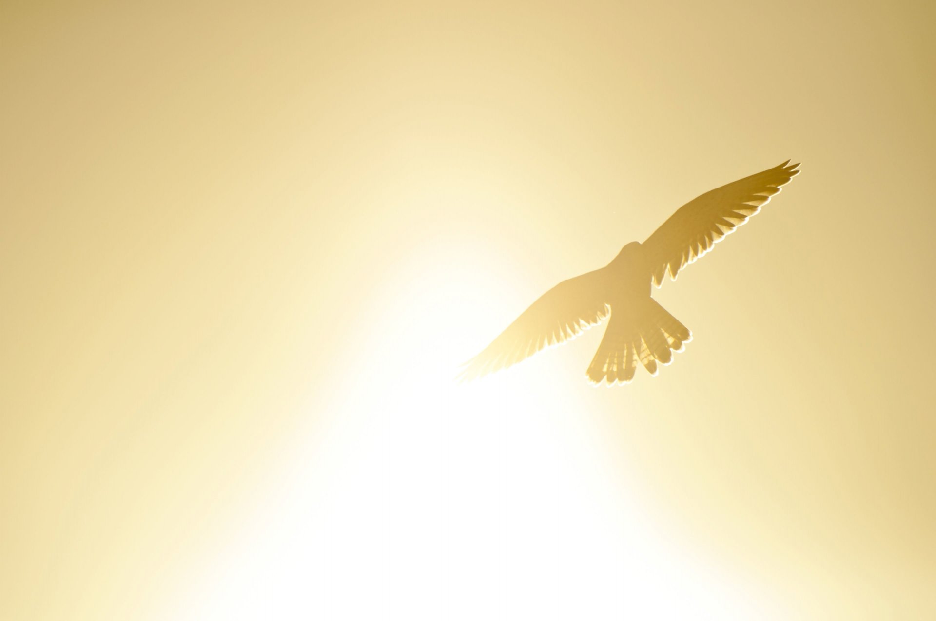 landscape mood poultry bird wings flight silhouette sun sky yellow freedom background widescreen full screen hd wallpapers