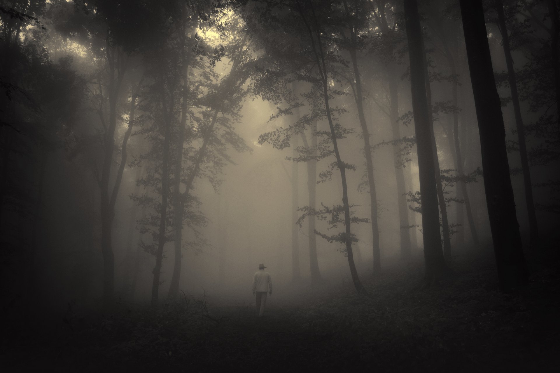 forest trees creepy nature landscape misty lonely old man road sadness tree foggy a lonely old man
