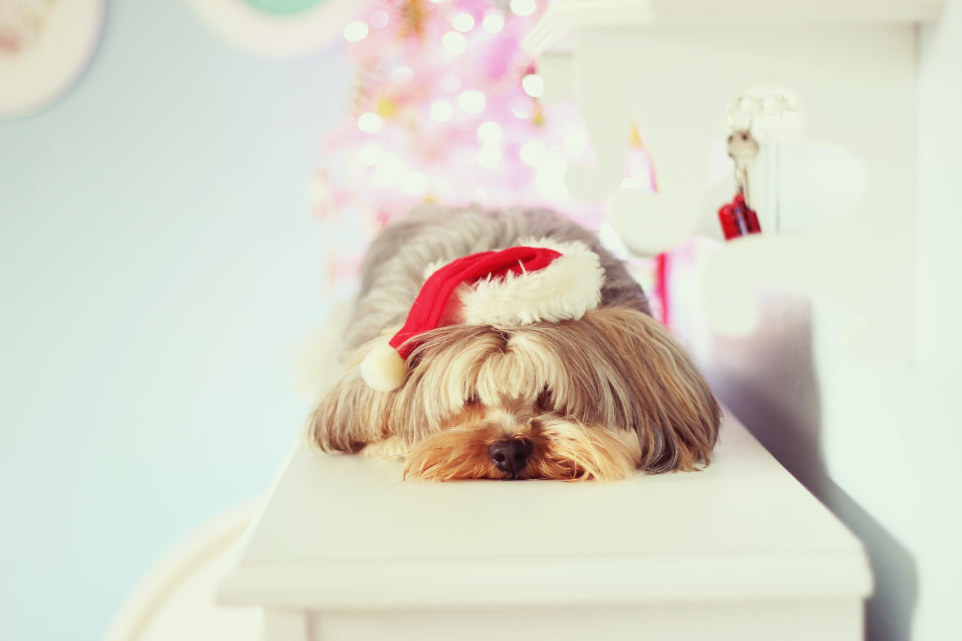 mood new year holiday christmas dog hat background wallpaper wallpapers