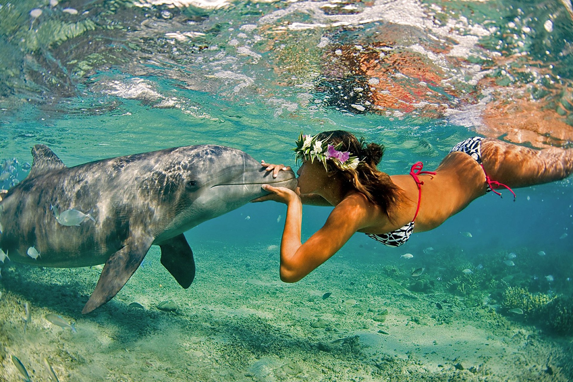 dolphin girl ocean sea nature summer kiss friends the pair