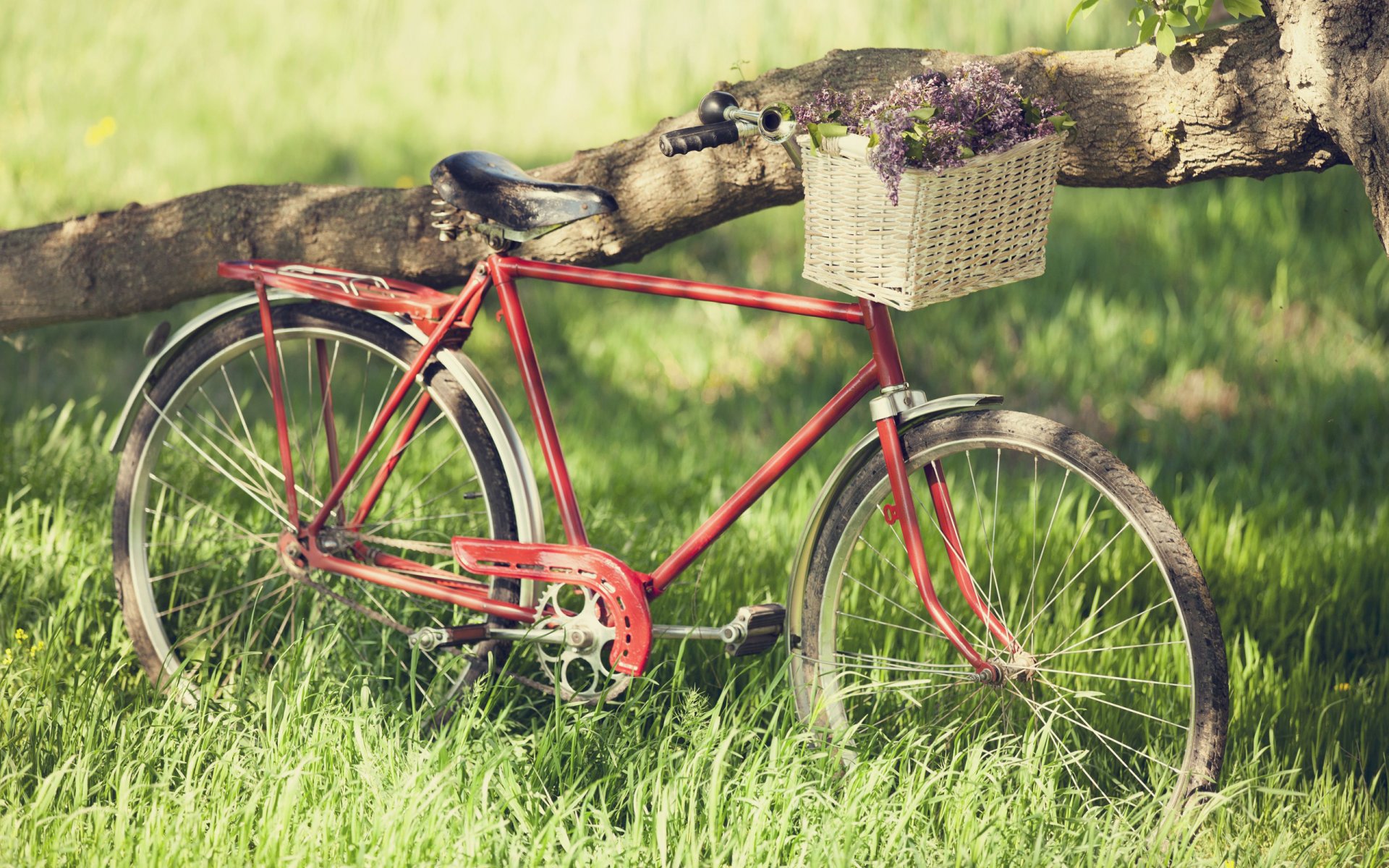 mood large bike wheel needles grass green summer spring happiness holiday freedom dream romance walk trip picnic flower red tree trunk bark frame bouquets hd wallpapers beautiful wallpapers circuit ty