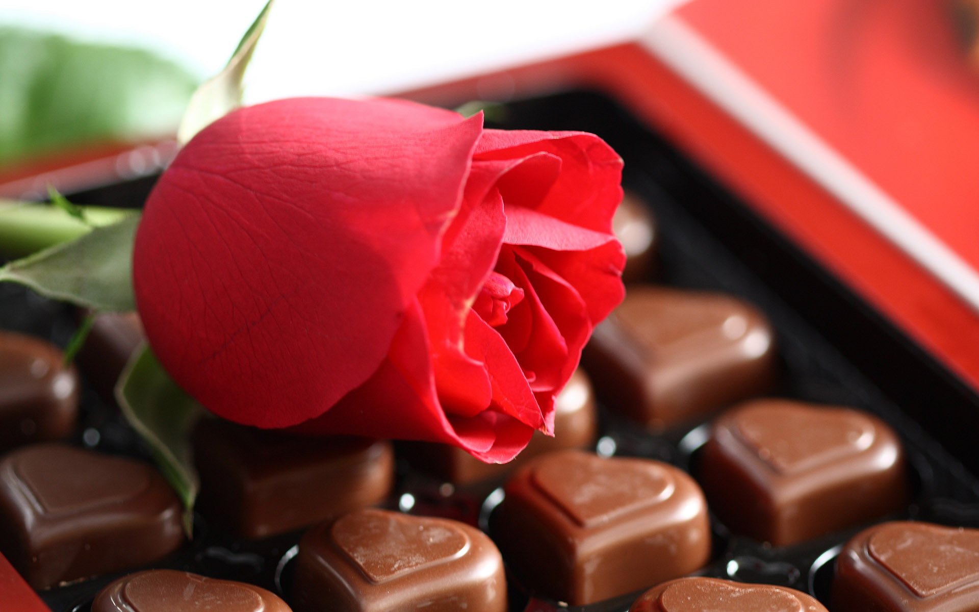 mood feelings romance love flower rose red chocolate candy treat dessert sweet heart close up macro