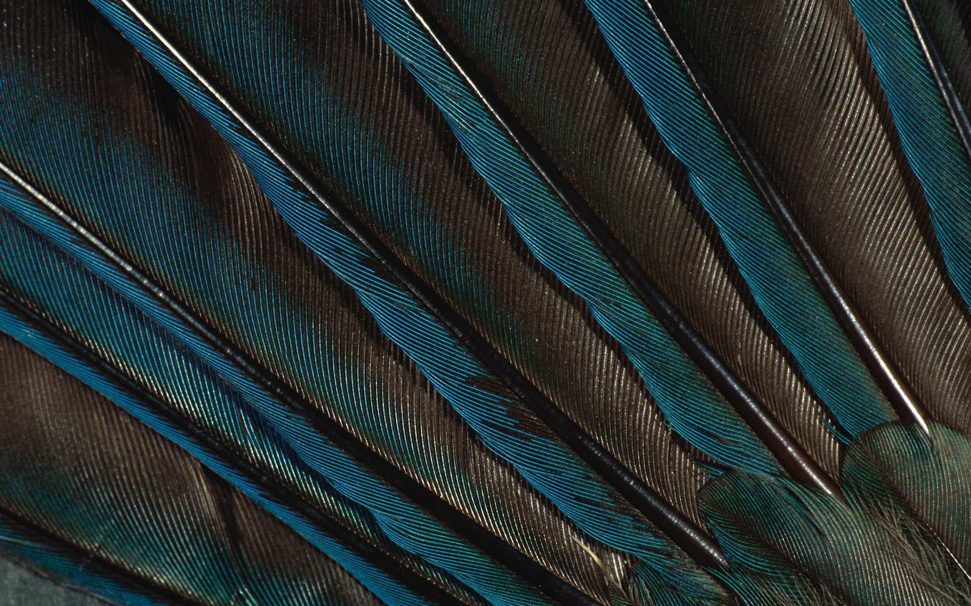 feathers feather peacock green wallpaper peacock feather