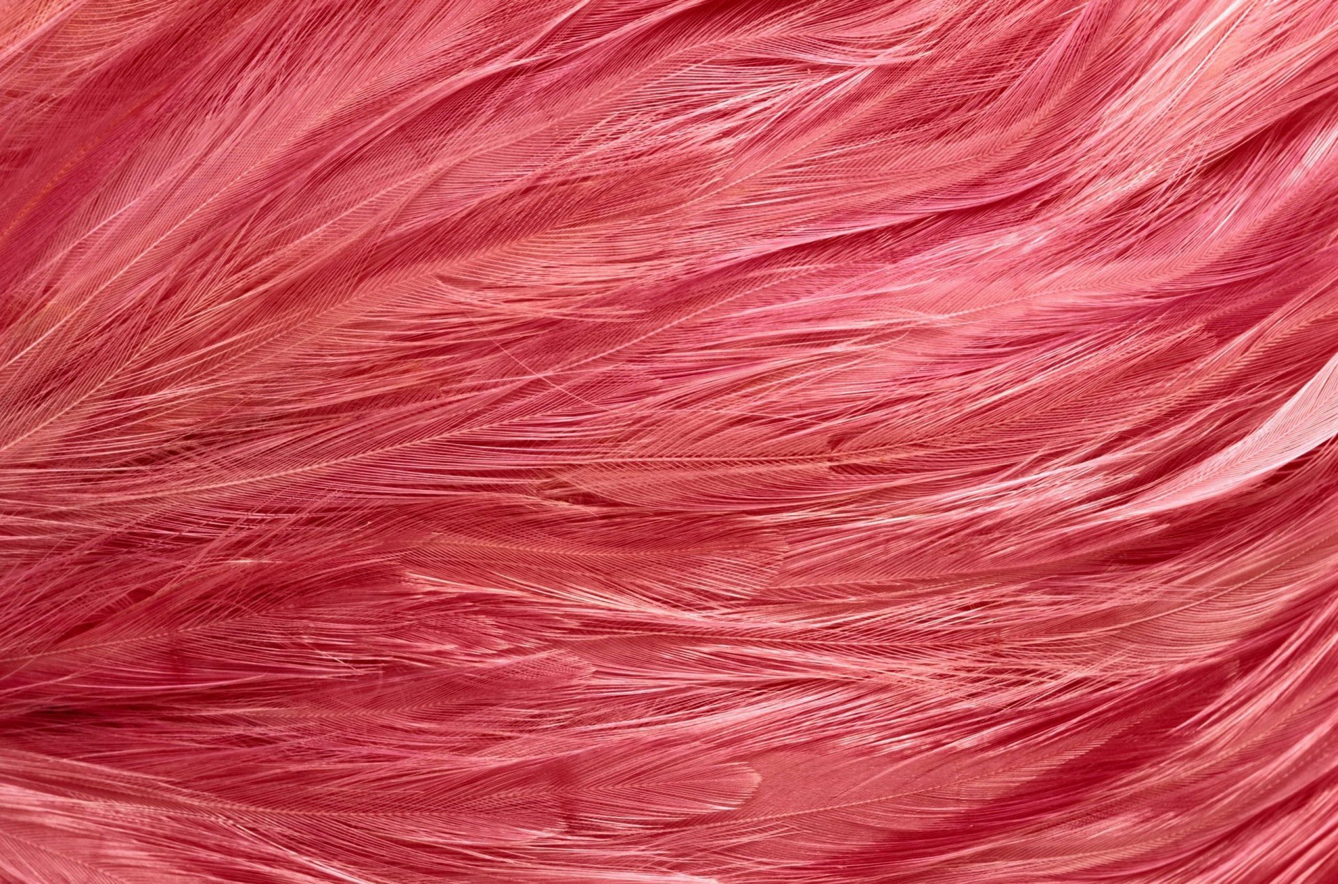 textures feathers pink flamingo texture desktop background