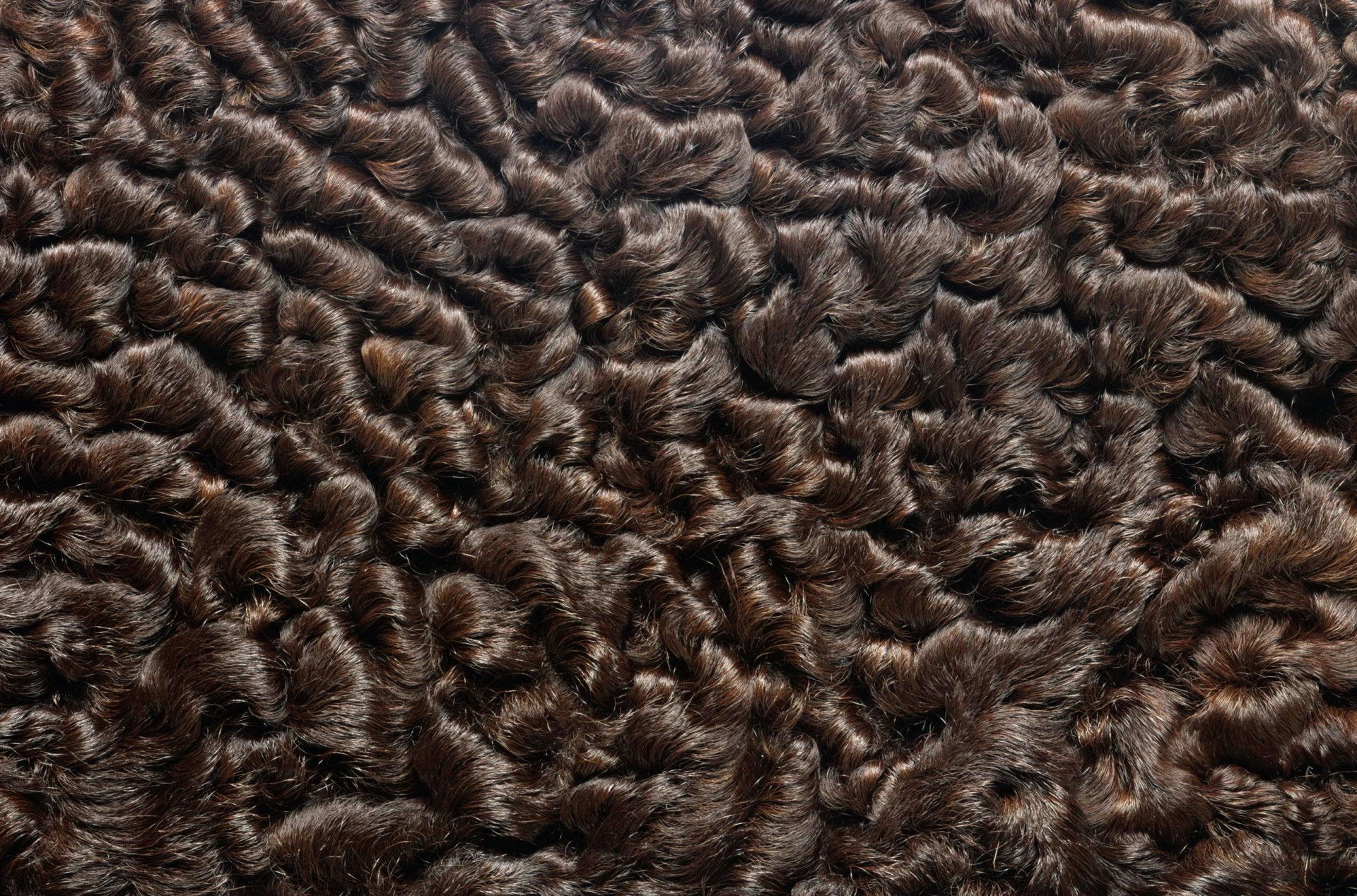 textures fur animal texture desktop background