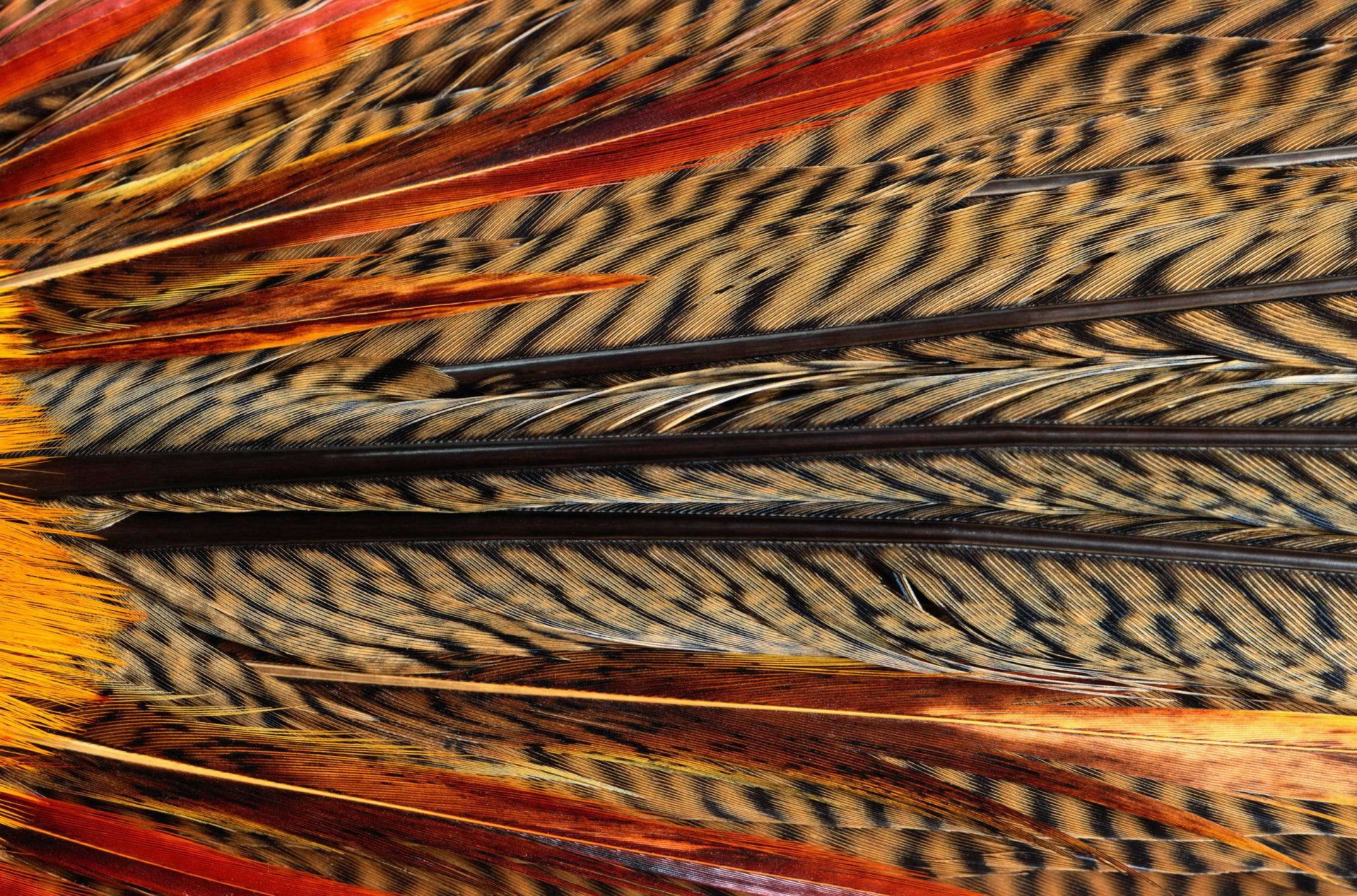 textures feather exotic bird animal texture desktop background