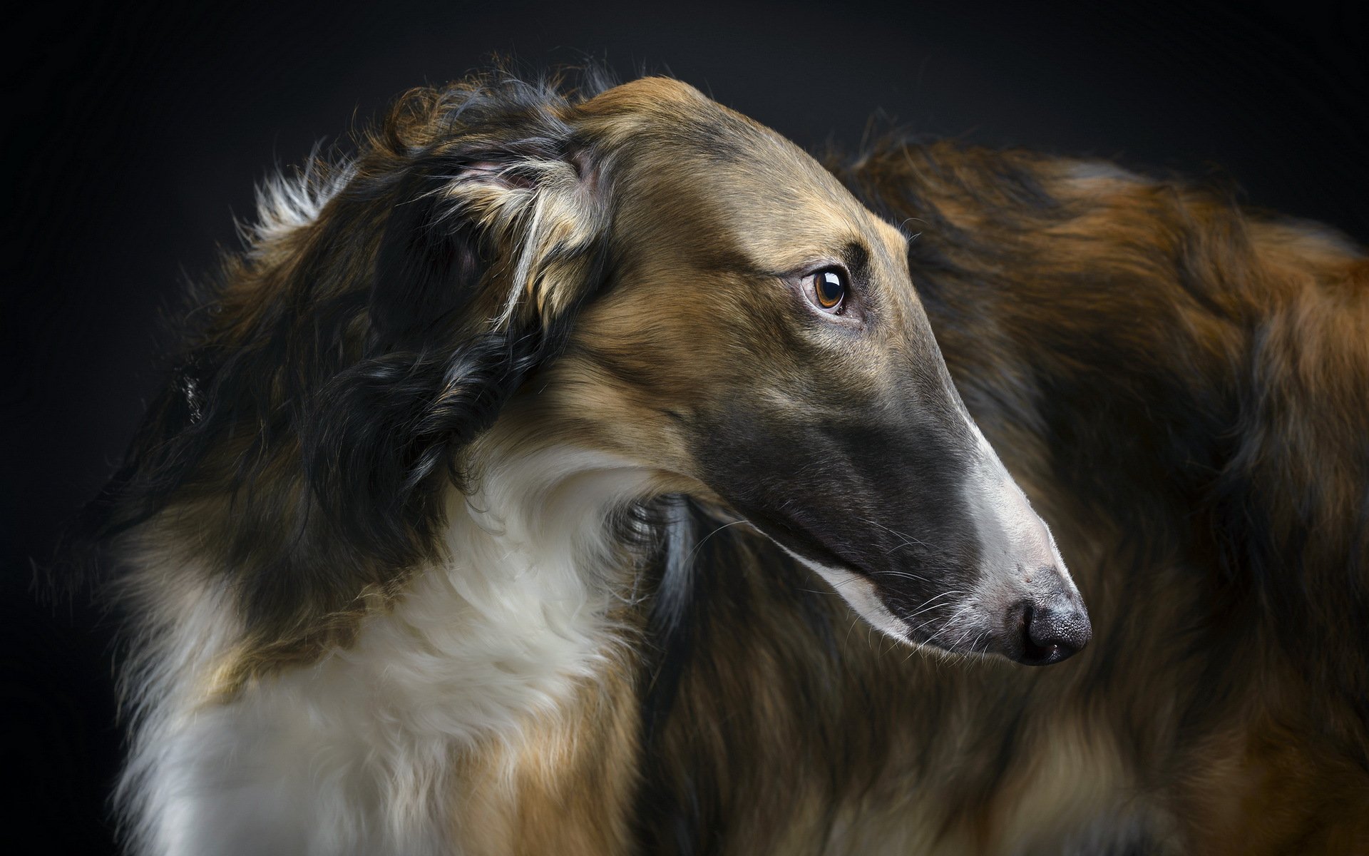 borzoi beauty other