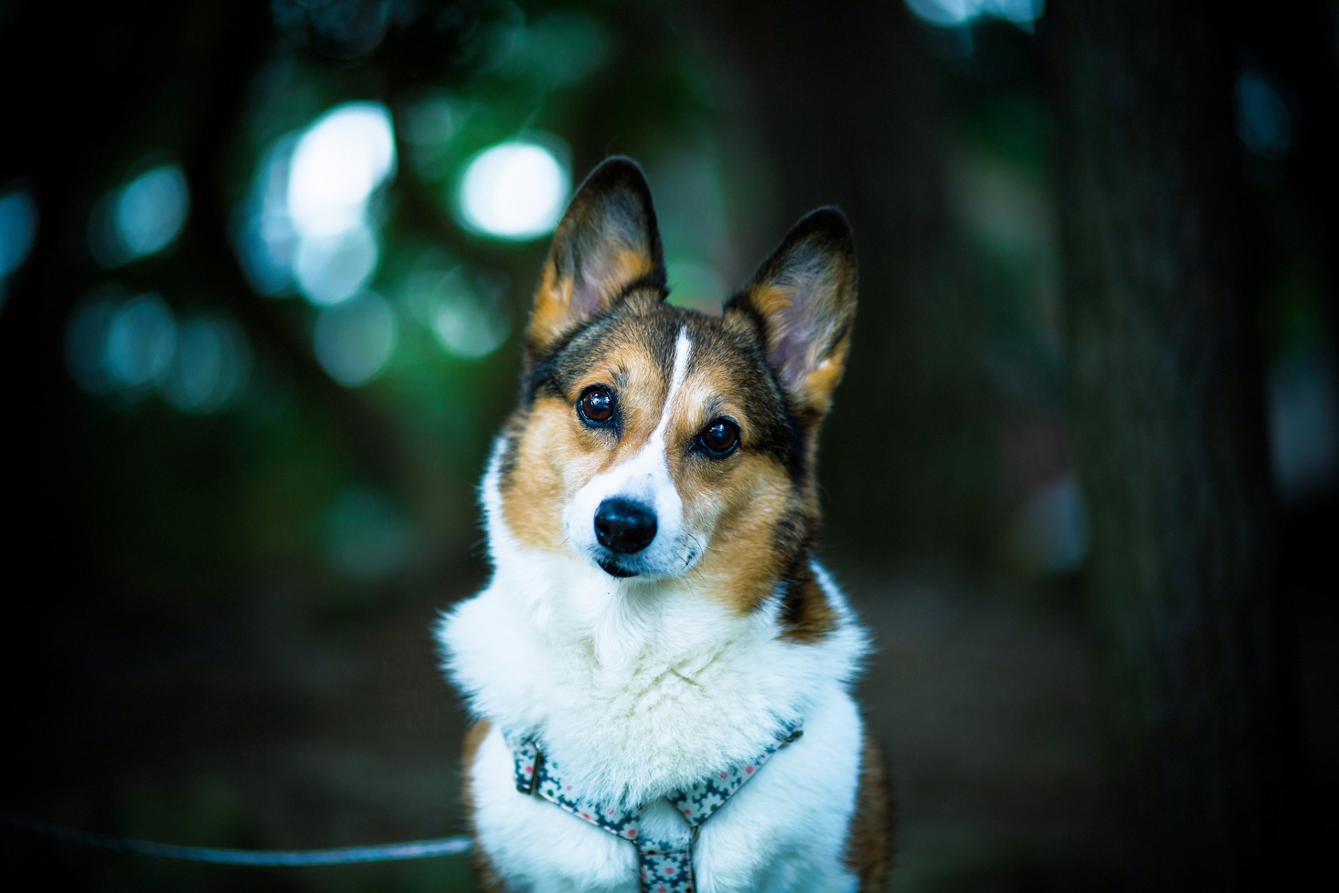 welsh corgi dog other view bokeh