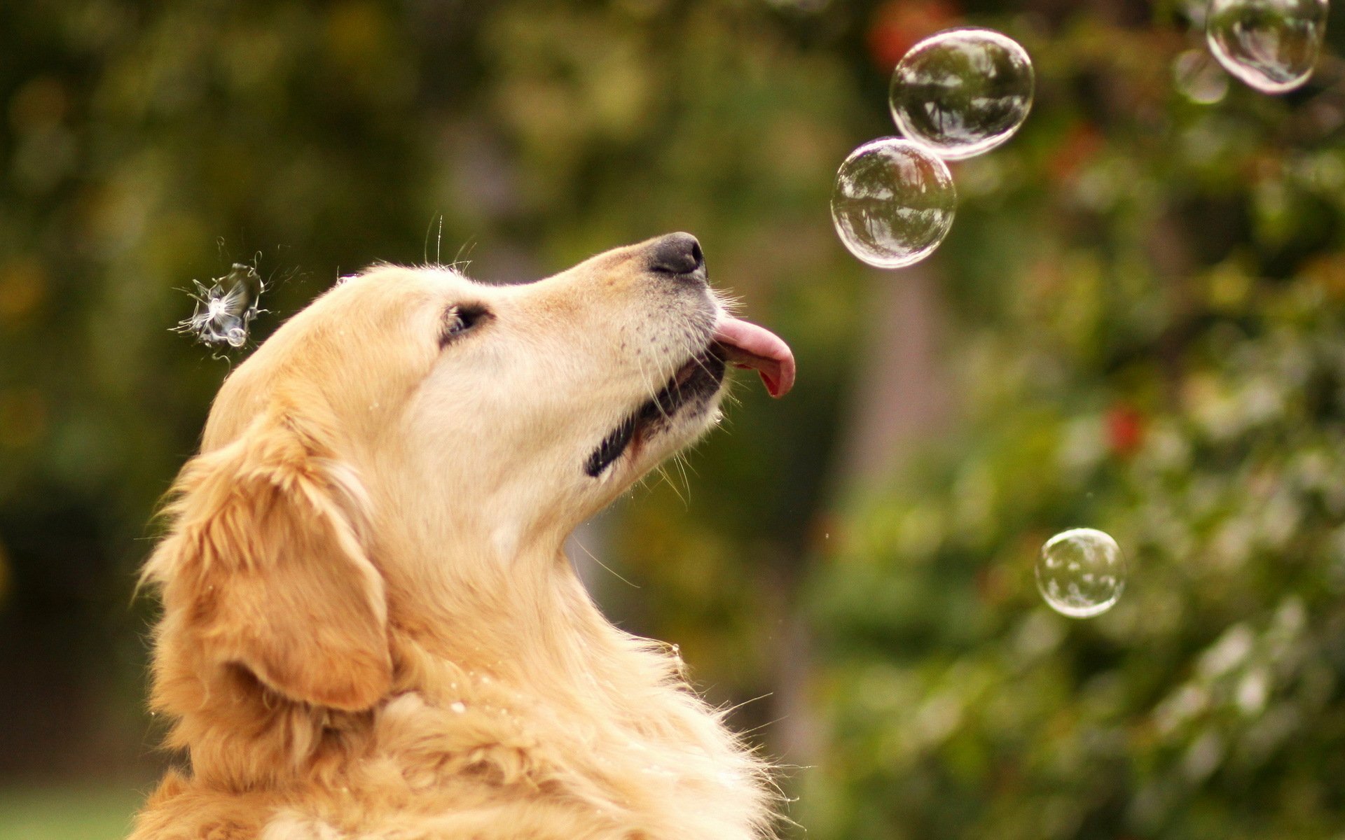 dog bubbles summer
