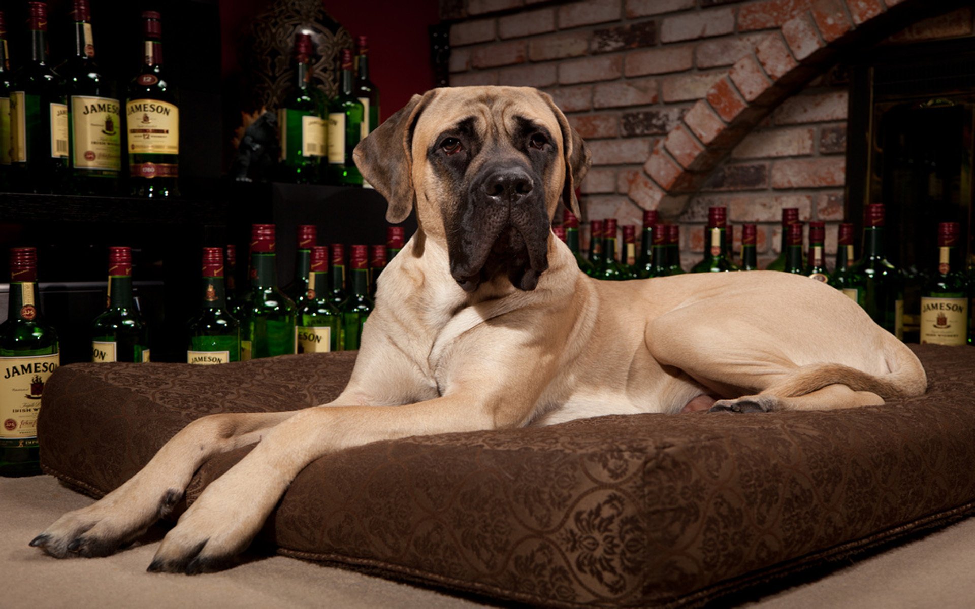 mastiff pillow whisky jameson