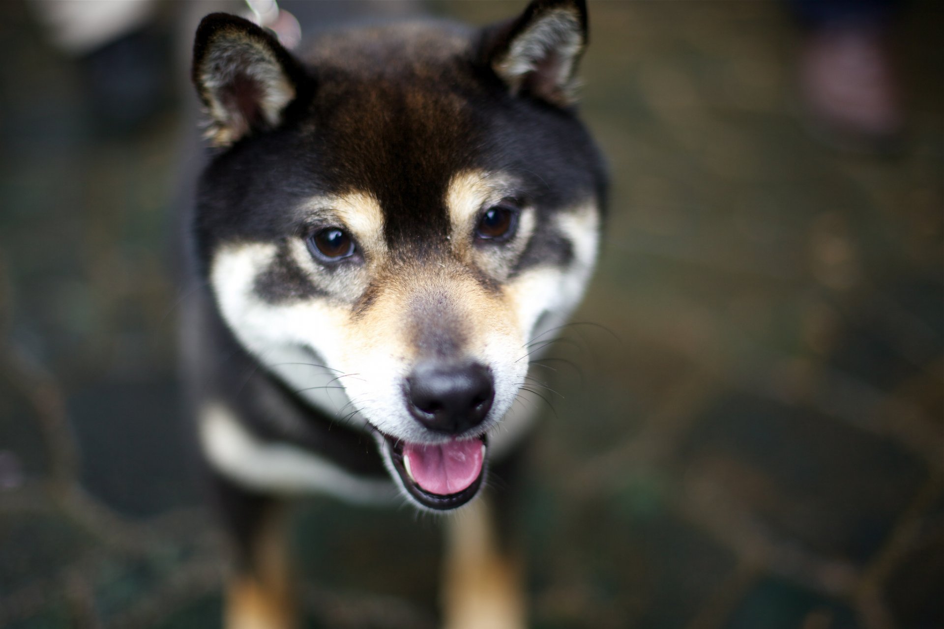 dog english view shiba inu