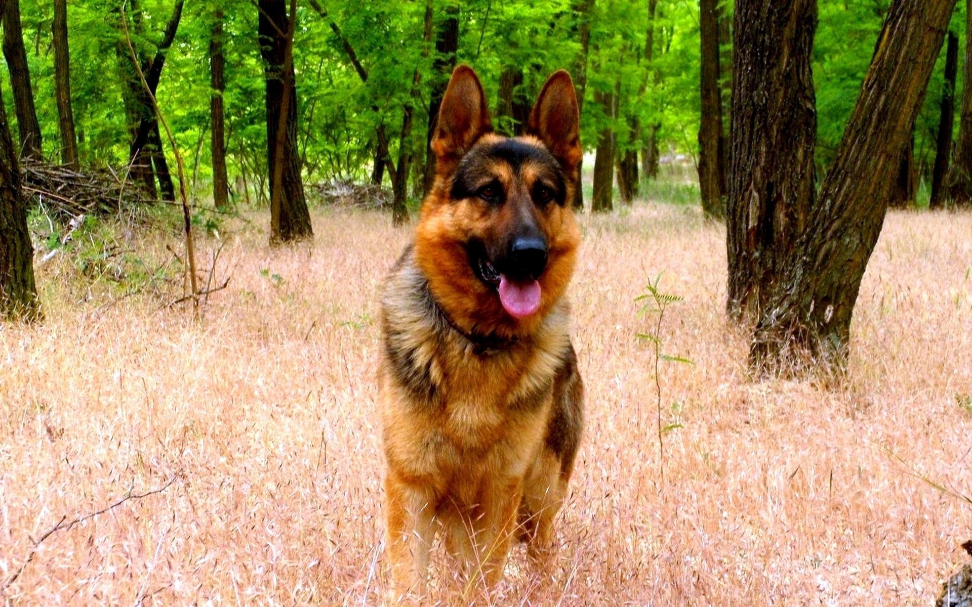 german shepherd forest grass face fall ears english
