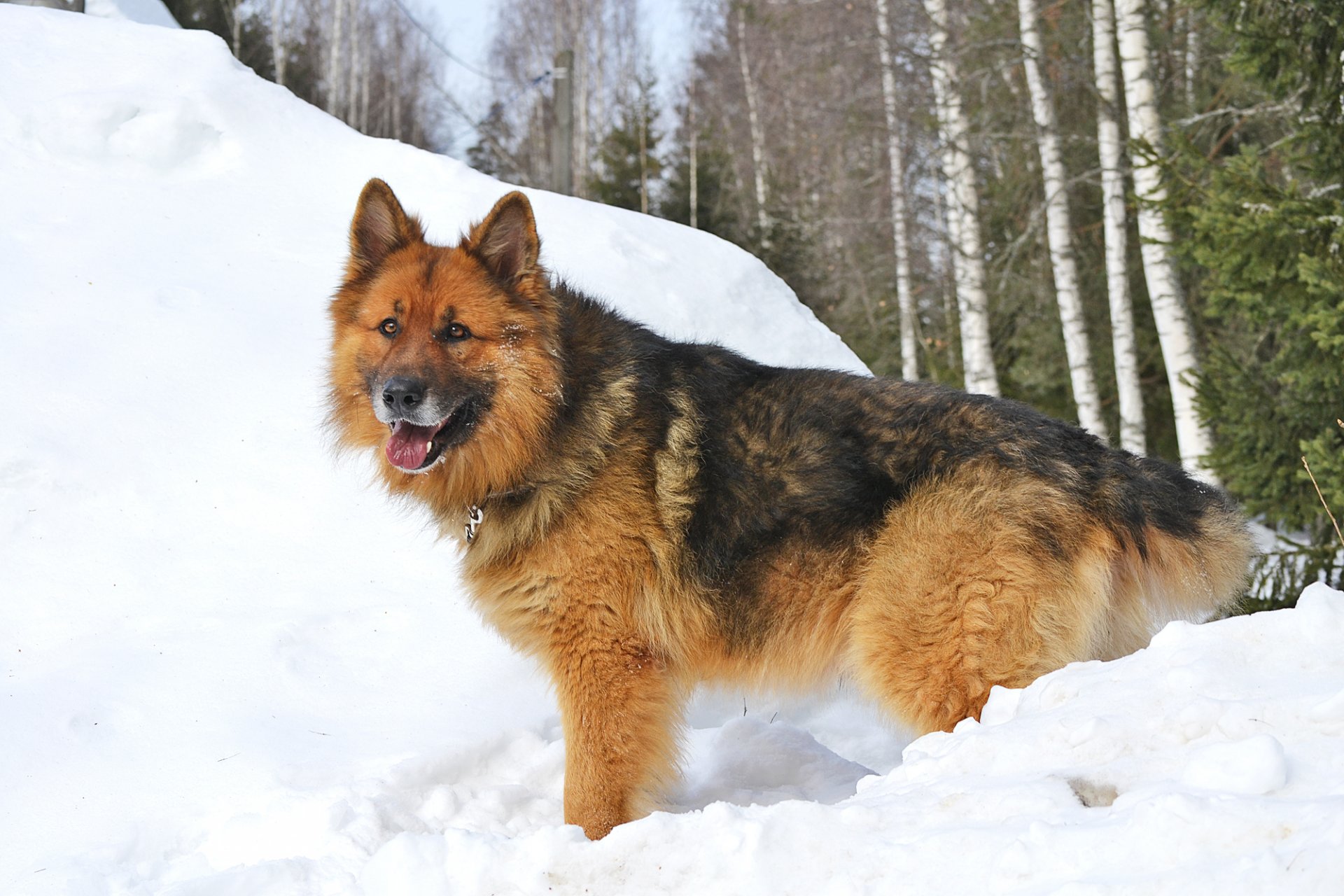 dog german shepherd sher khan winter forest