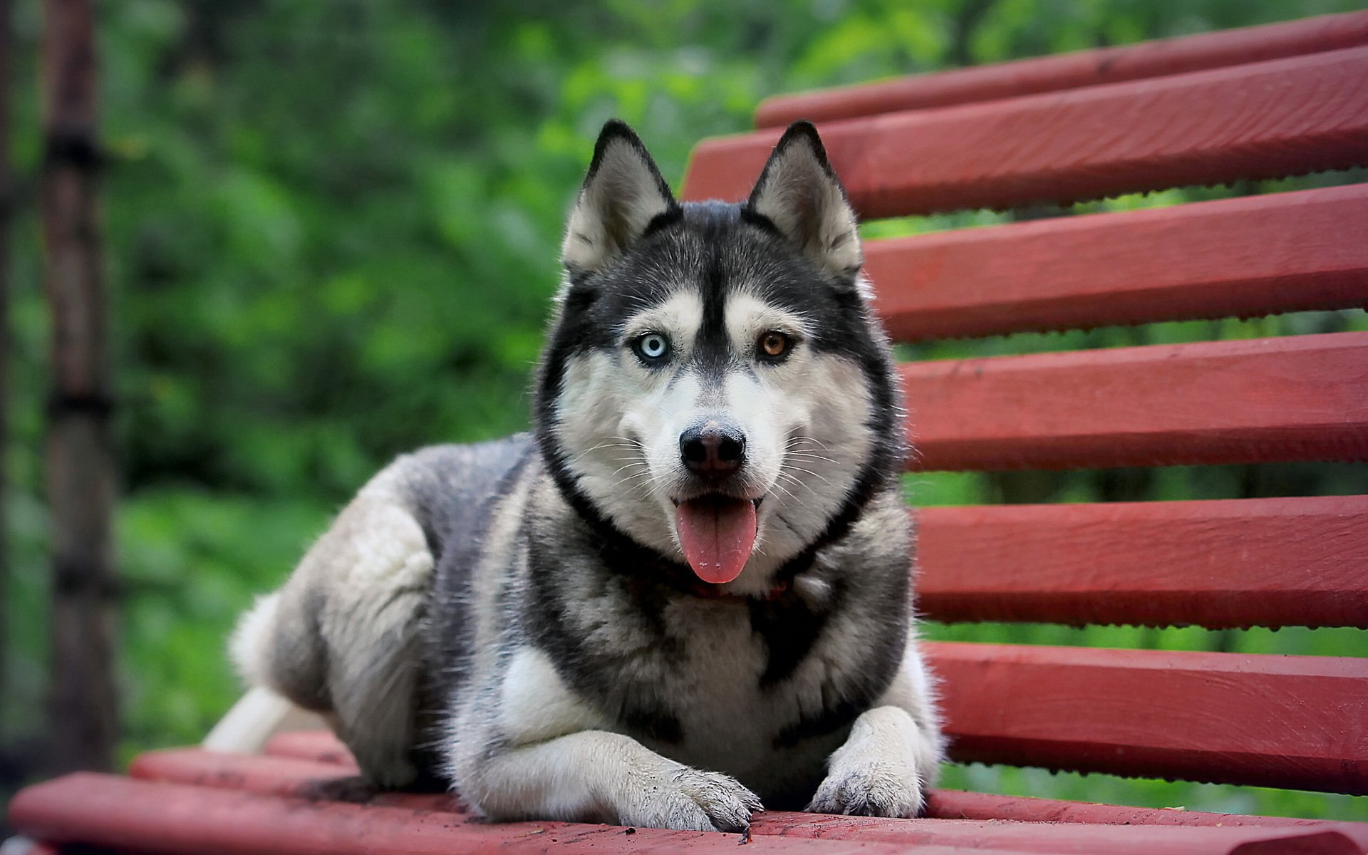 siberian husky dog bench