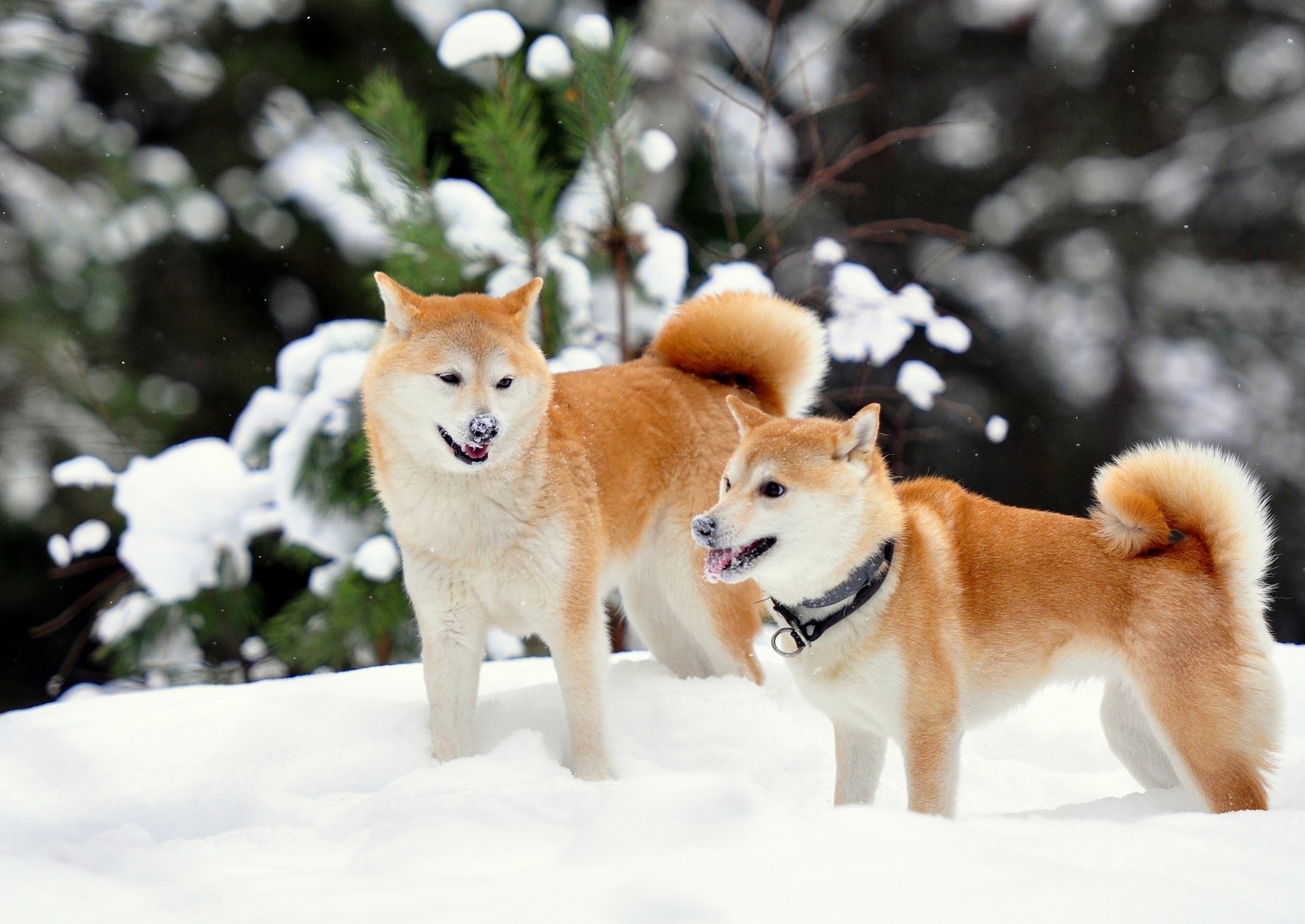 shiba inu winter snow