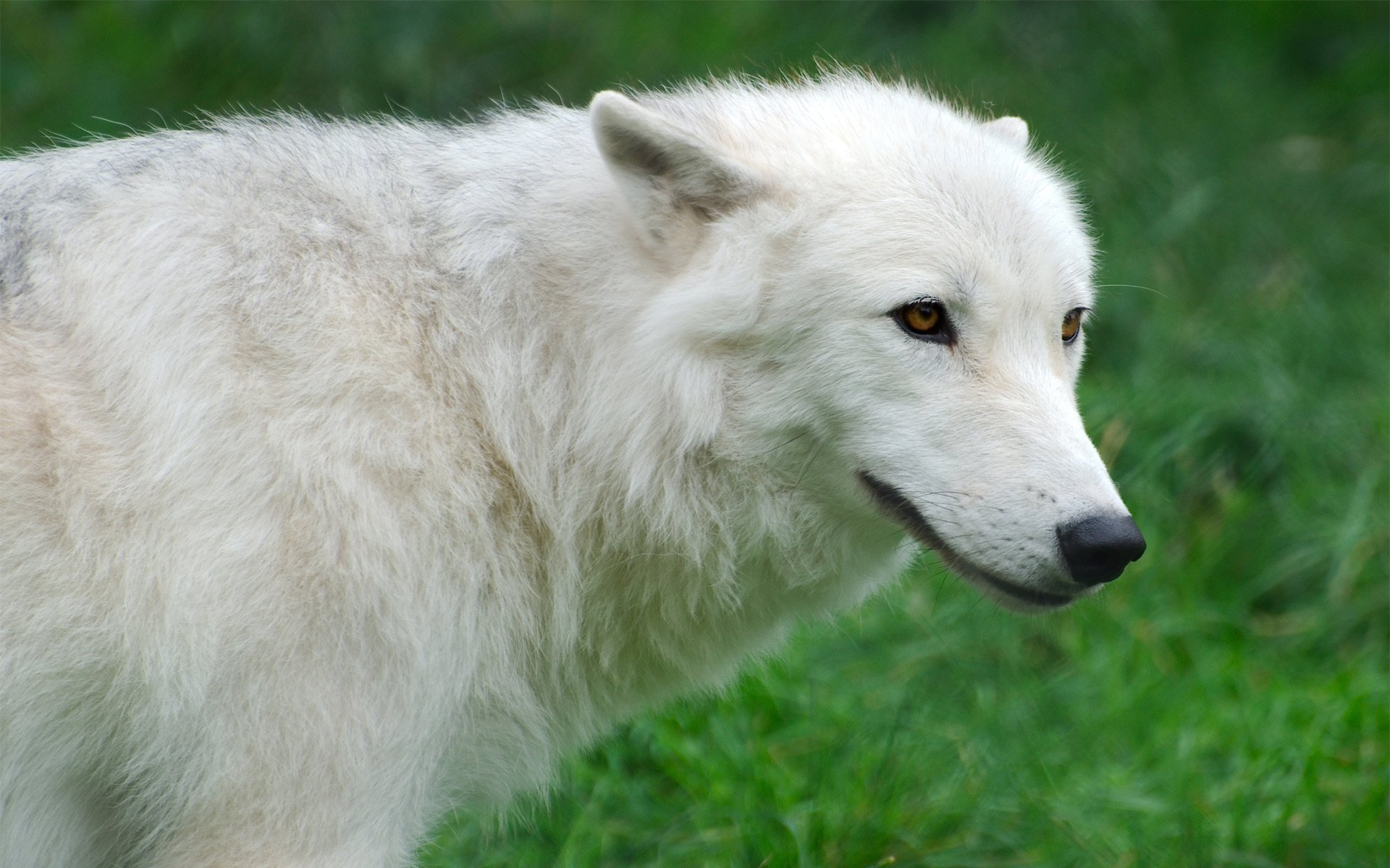 arctic wolf white grass