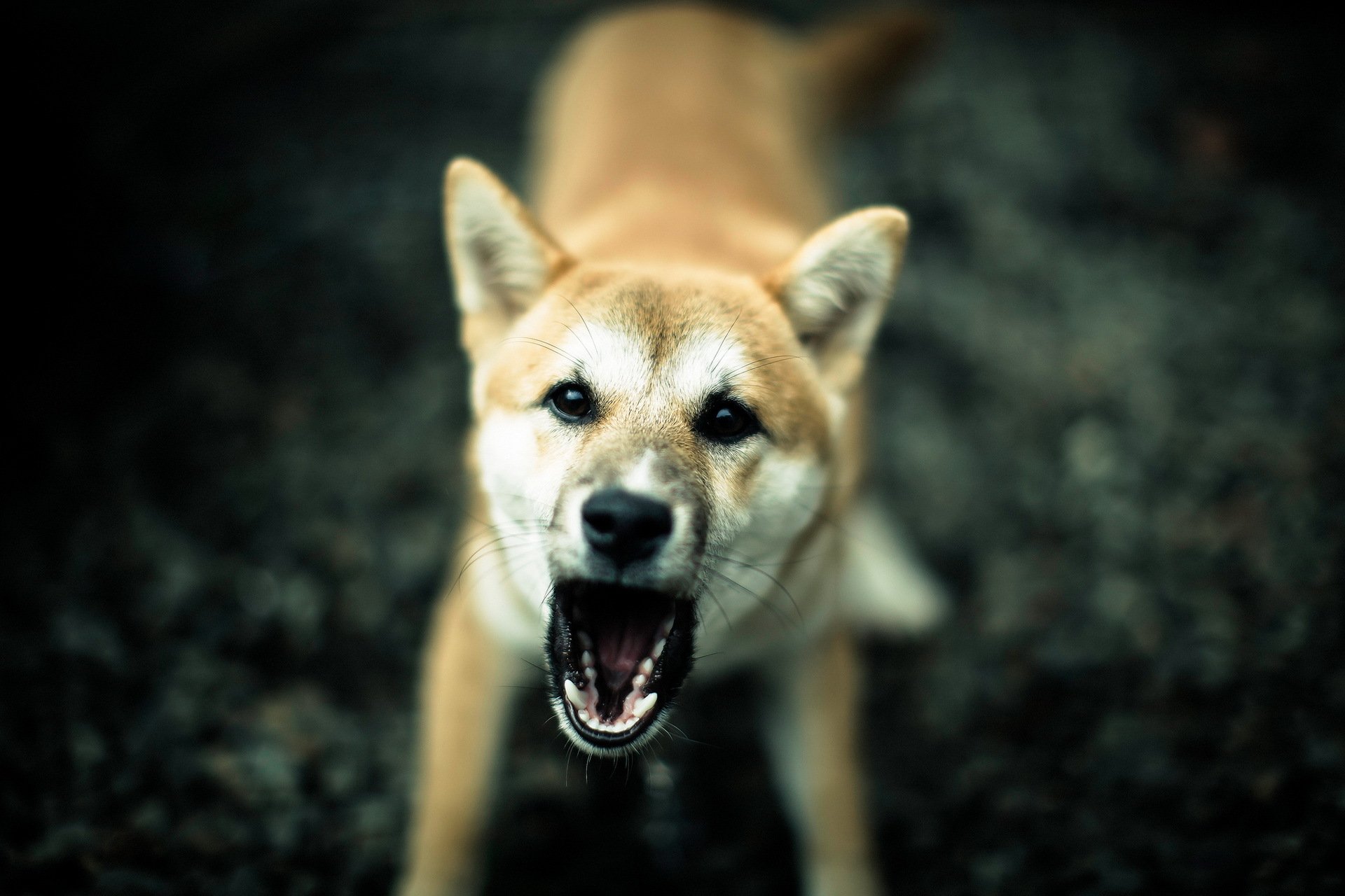 dog anger background