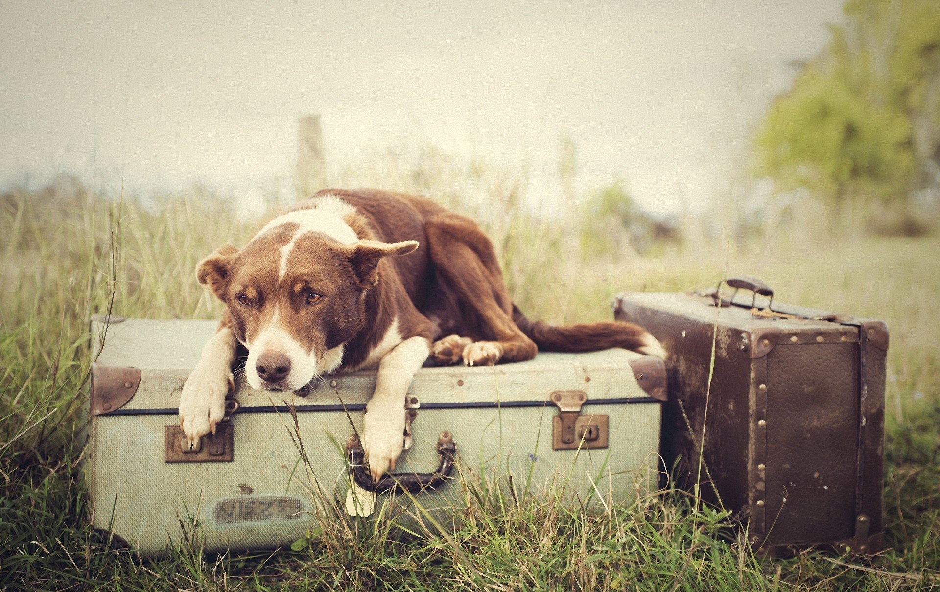 dog baggage cases grass