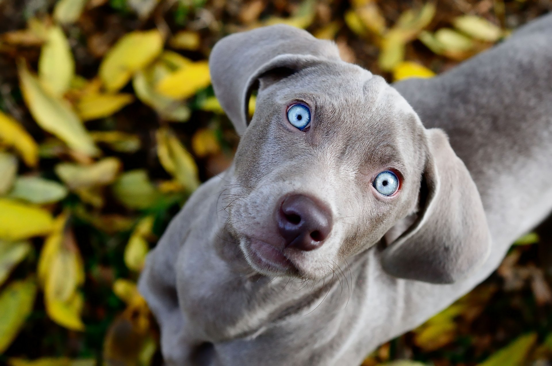 dog weimaraner watches view foliage eyes blue